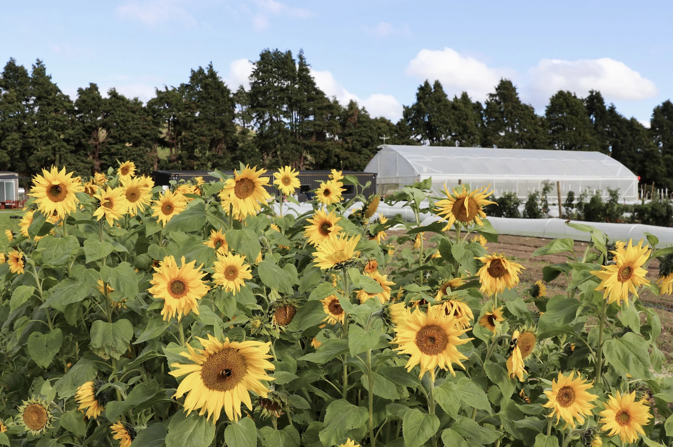 10-reasons-why-gmos-are-a-problem-for-aotearoa-01.jpg
