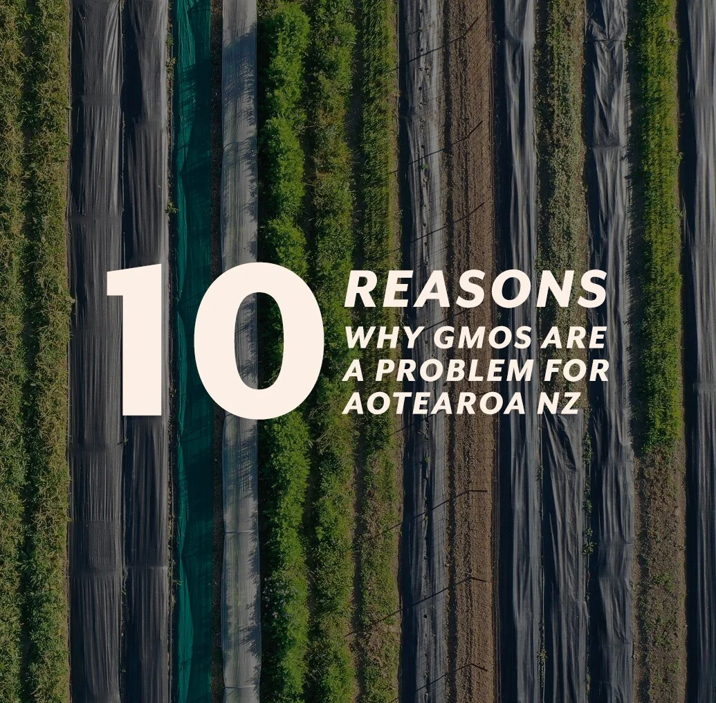 10 Reasons Why GMO's Are A Problem For Aotearoa NZ