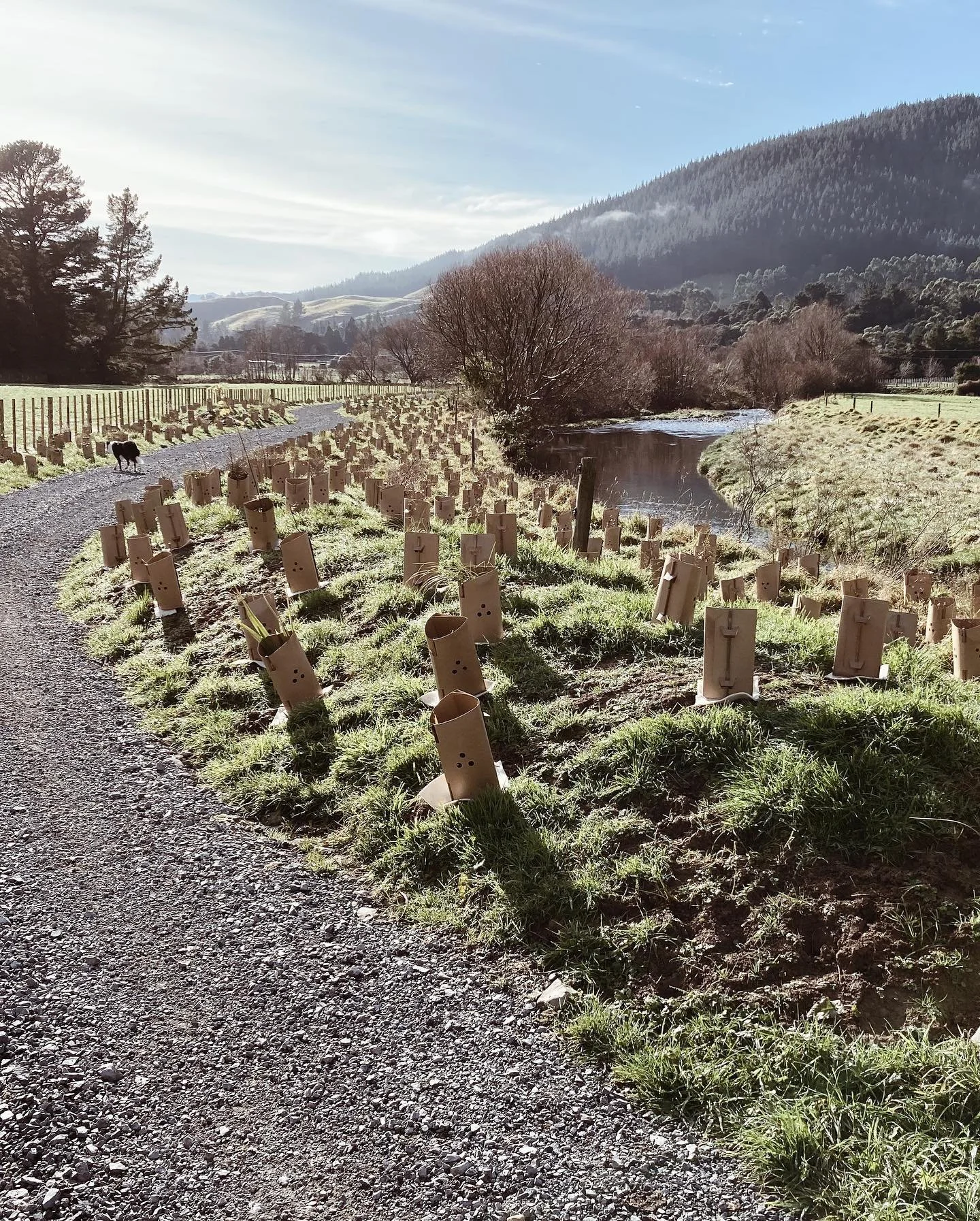31000-natives-planted-01.jpg