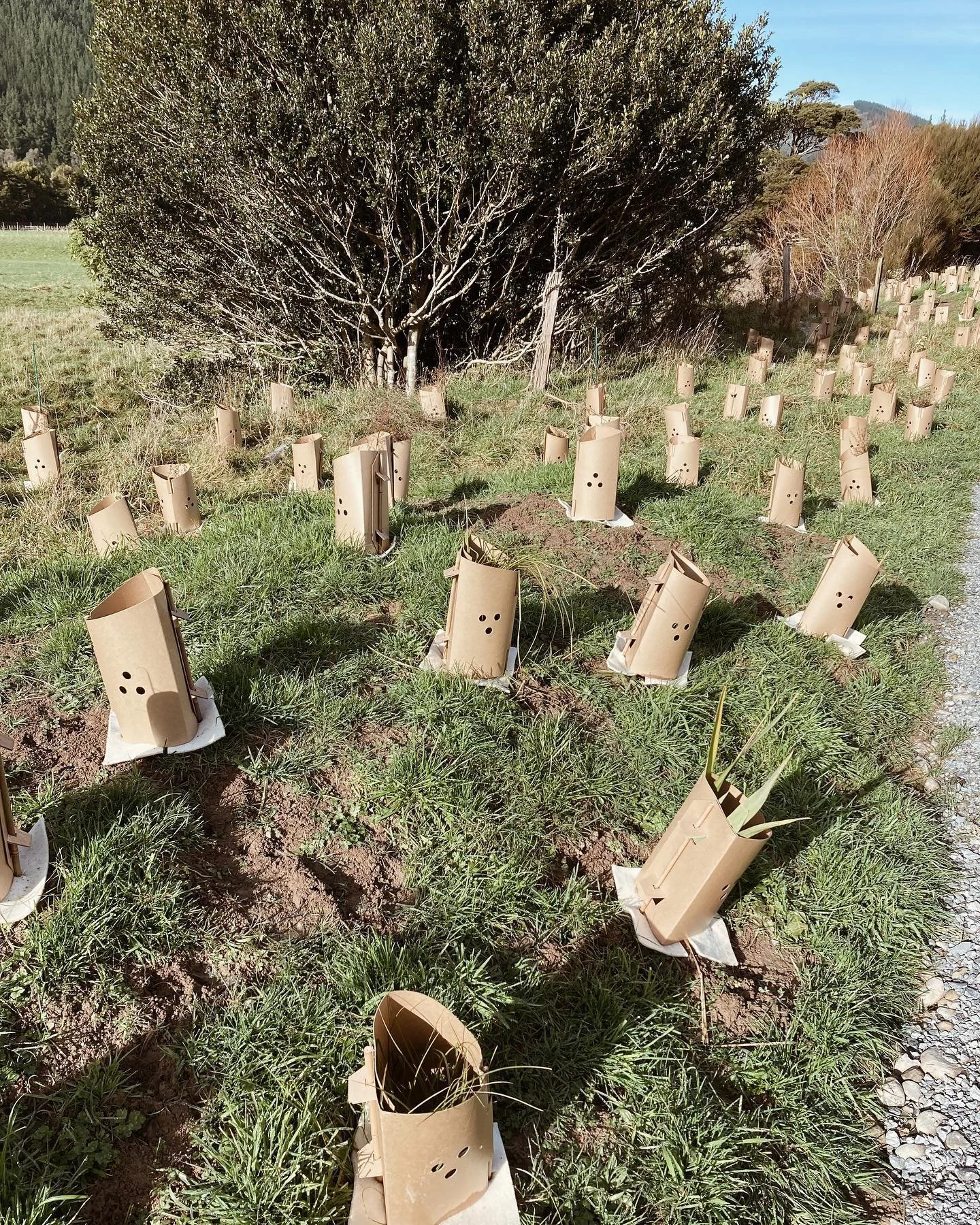 31000-natives-planted-02.jpg