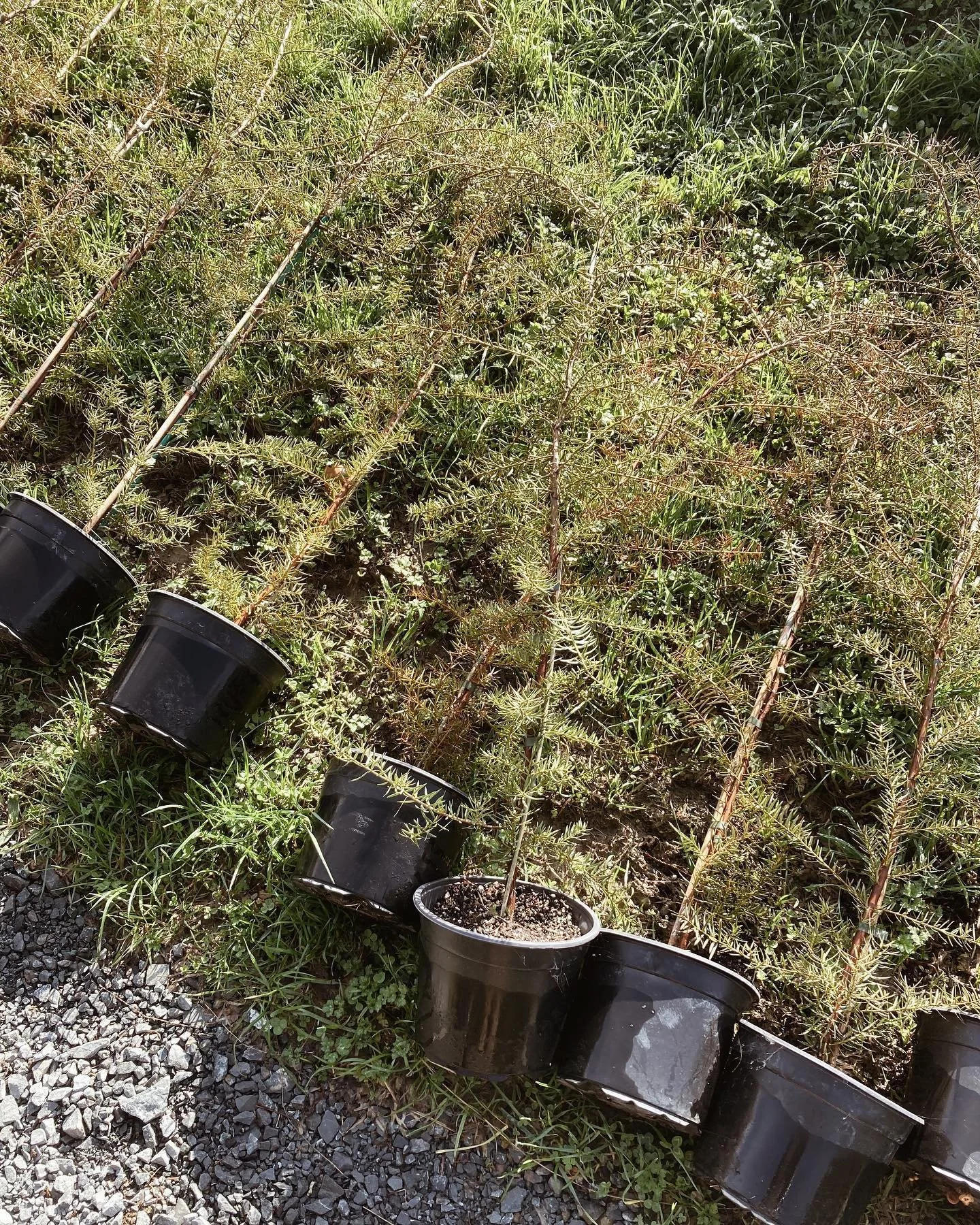 31000-natives-planted-03.jpg