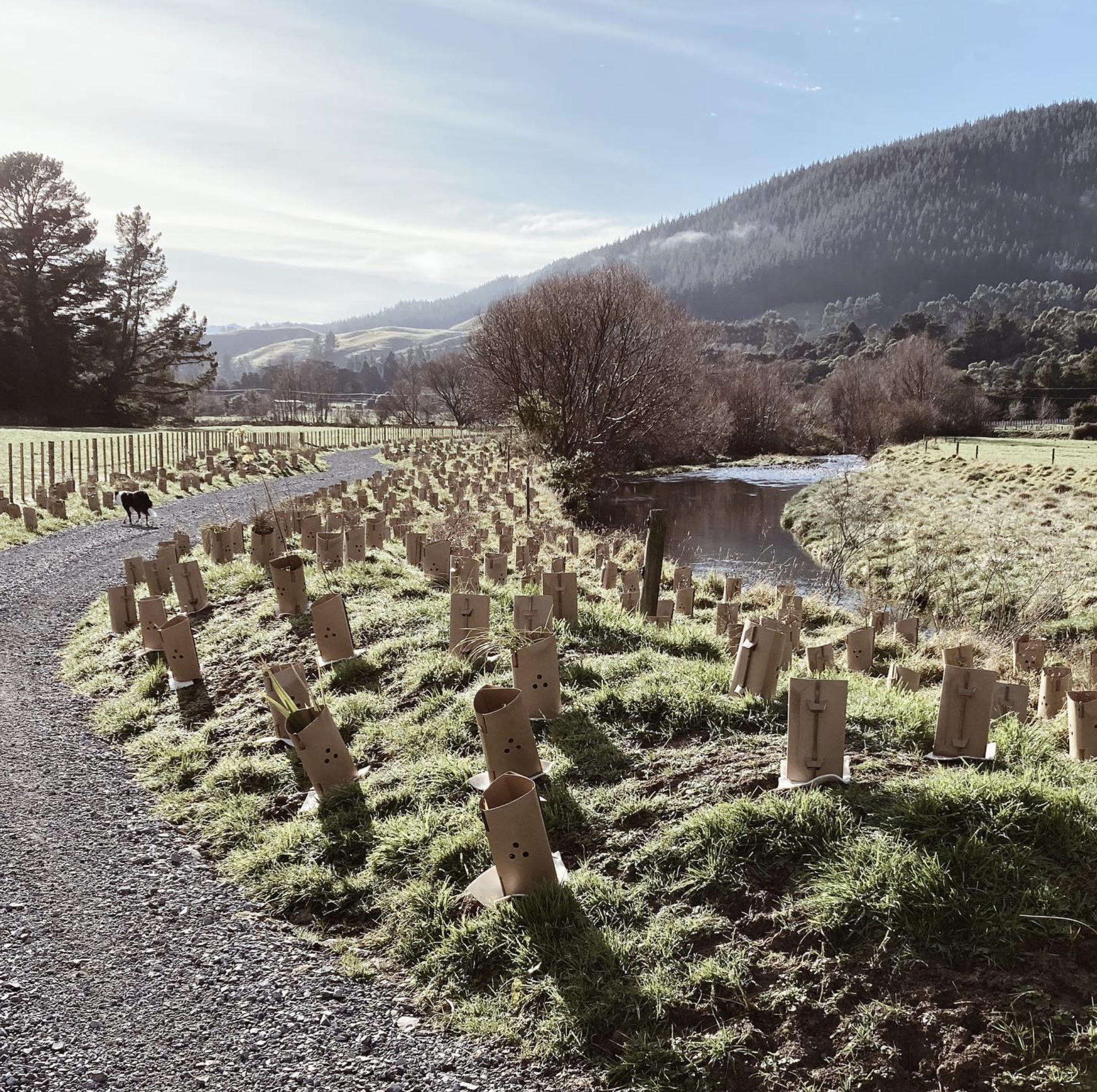 31,000 Native Trees Planted next to the Mangaroa River