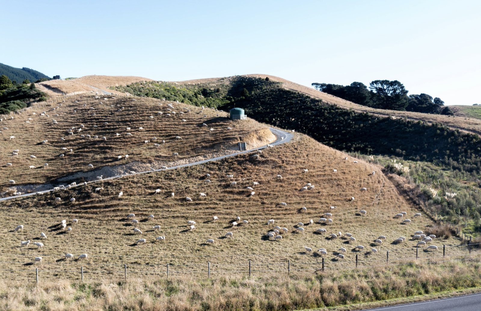 A Better Story on the Plate: Mangaroa Farms and the Future of Local Meat in Wellington Restaurants