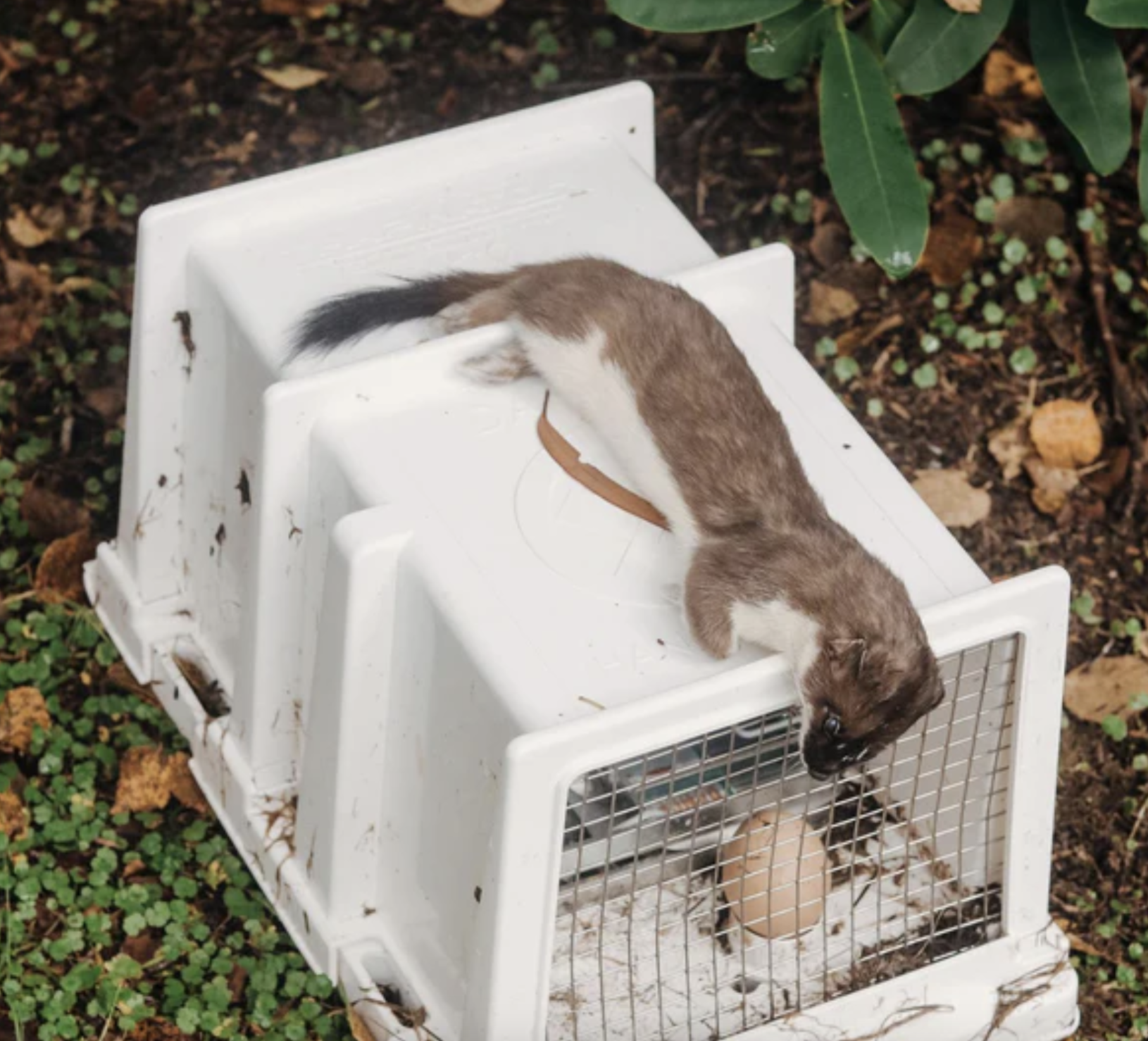 celebrating-murray-our-predator-free-champion-02.png