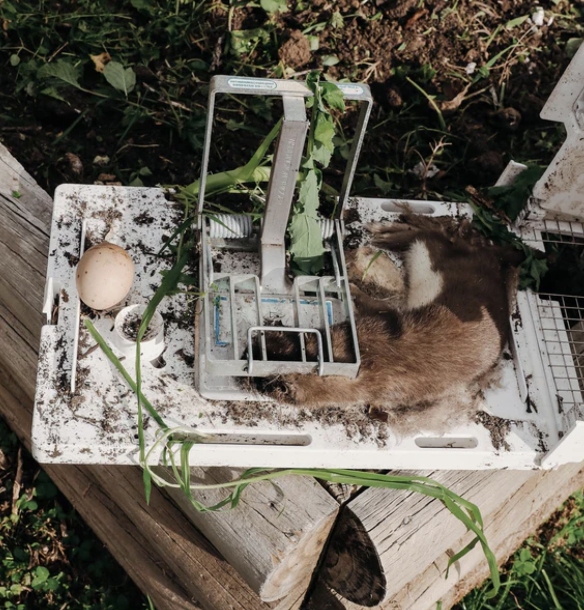 celebrating-murray-our-predator-free-champion-03.png