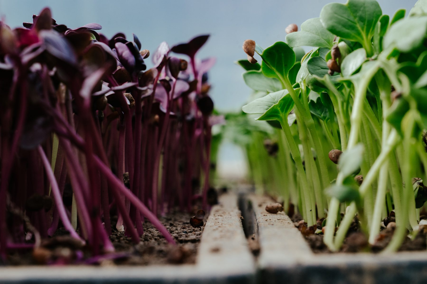 certified-organic-microgreens-01.jpg
