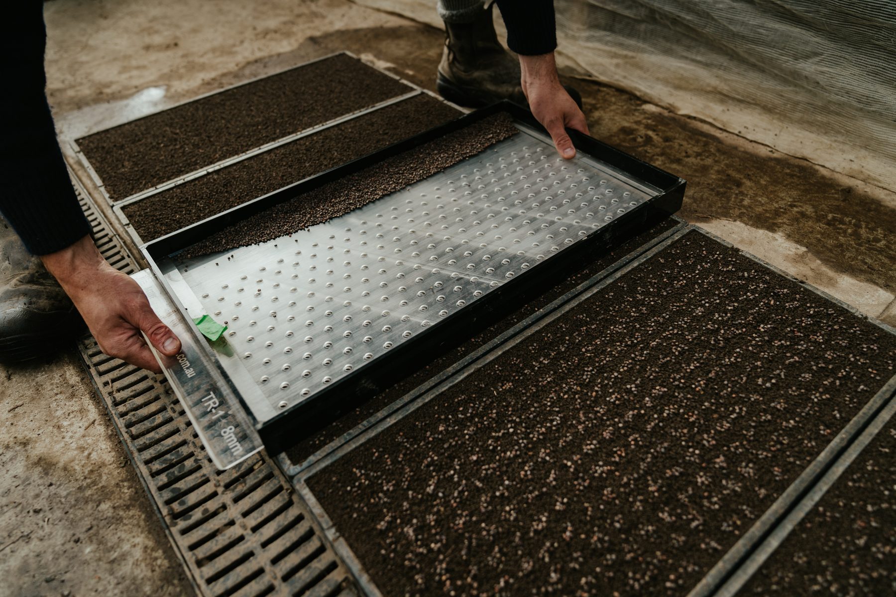 certified-organic-microgreens-02.jpg