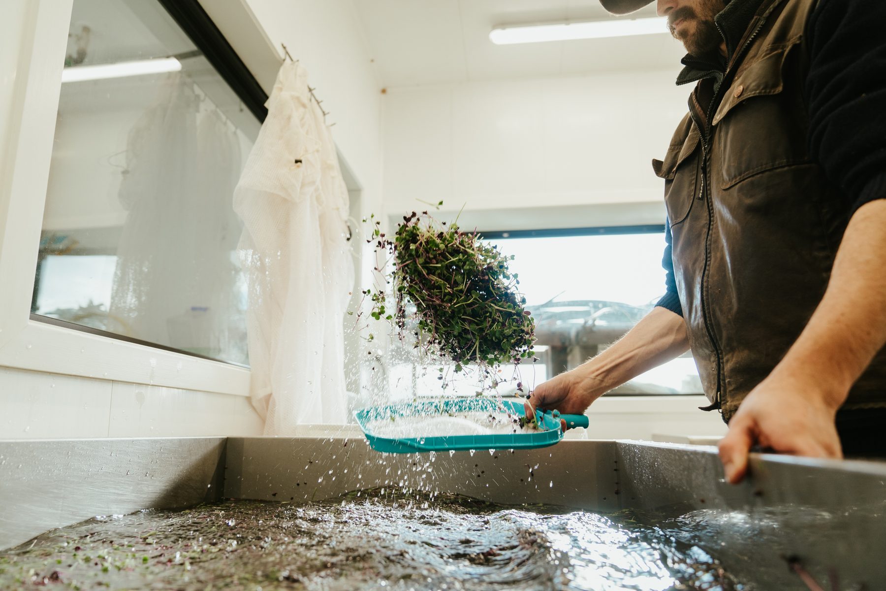 certified-organic-microgreens-05.jpg