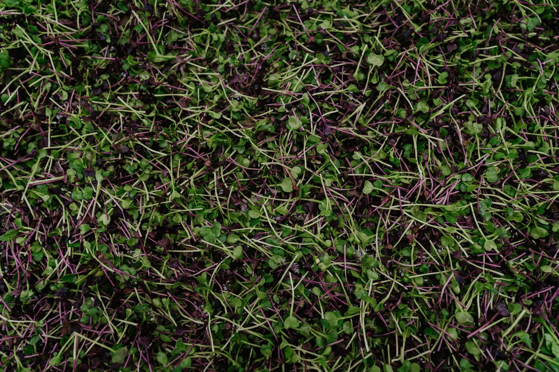 certified-organic-microgreens-06.jpg