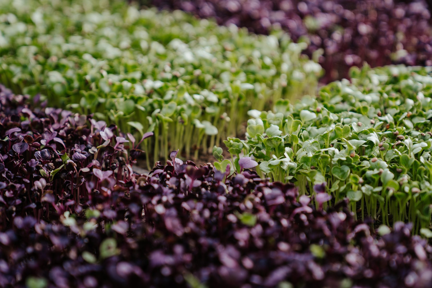 A lush tray of red and green radish microgreens, grown certified organic in the Mangaroa market garden