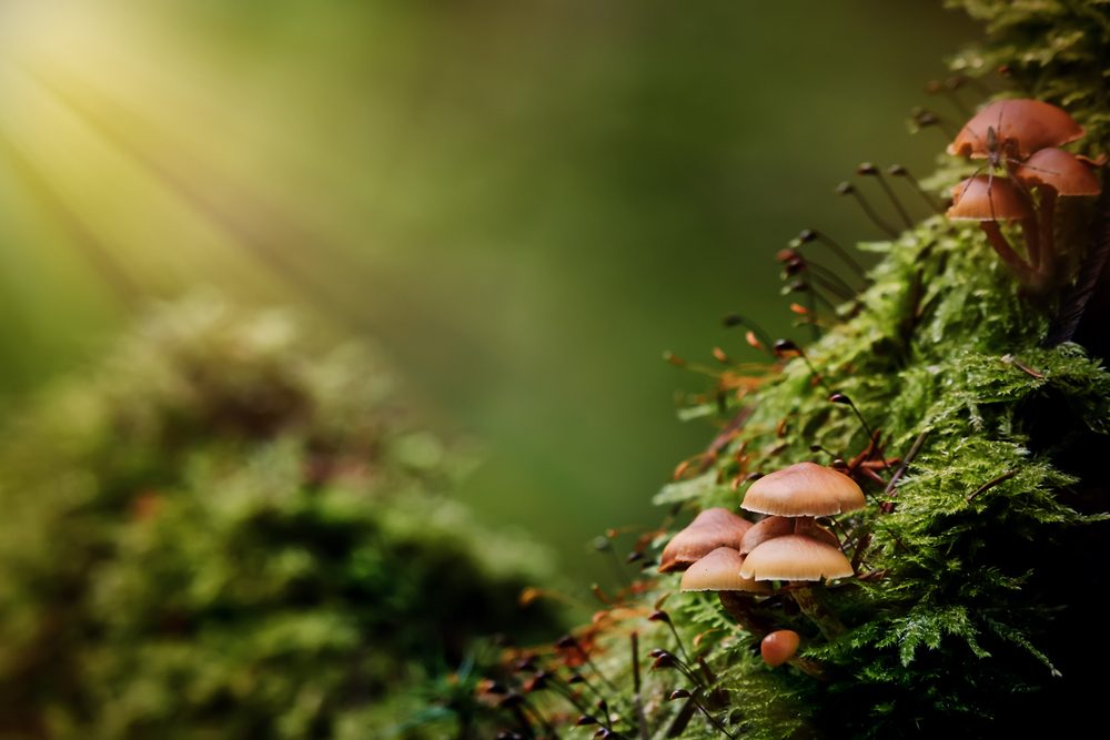 edible-oaks-and-acorns-fruit-and-forage-04.jpg