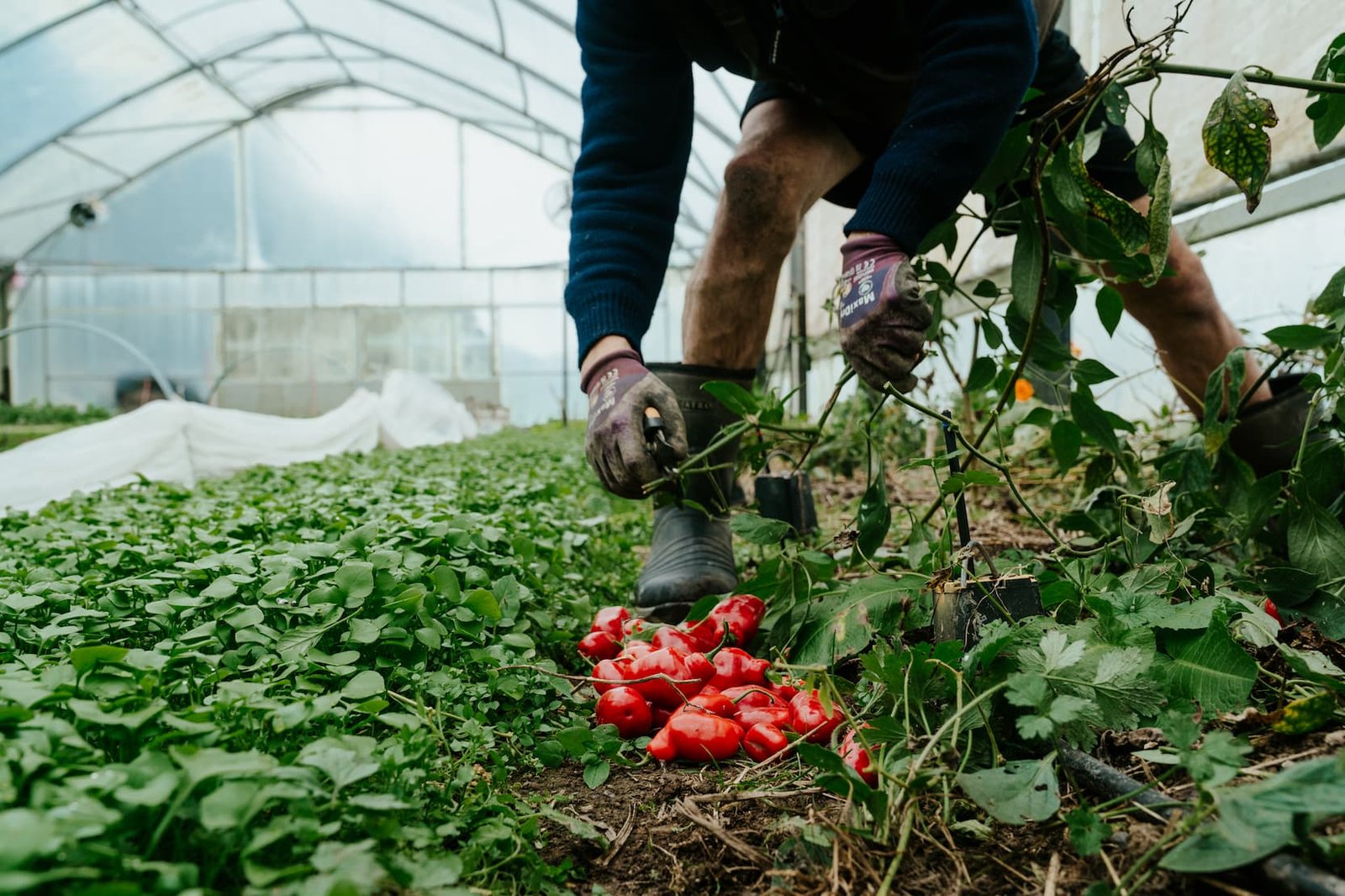 Harvesting red peppers among the winter greens in the market garden greenhouse