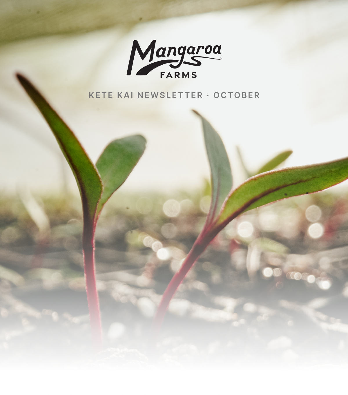 Farm Shop Newsletter October 2026