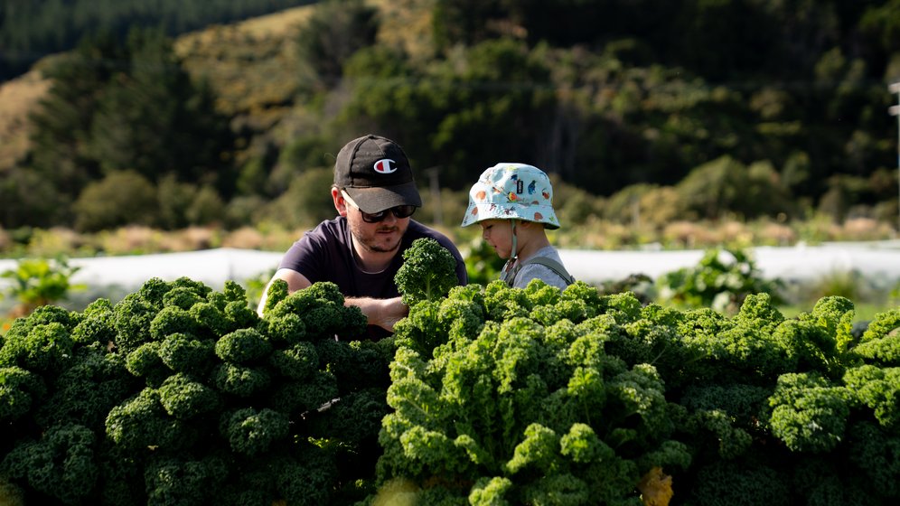 Picking vegetables in the market garden