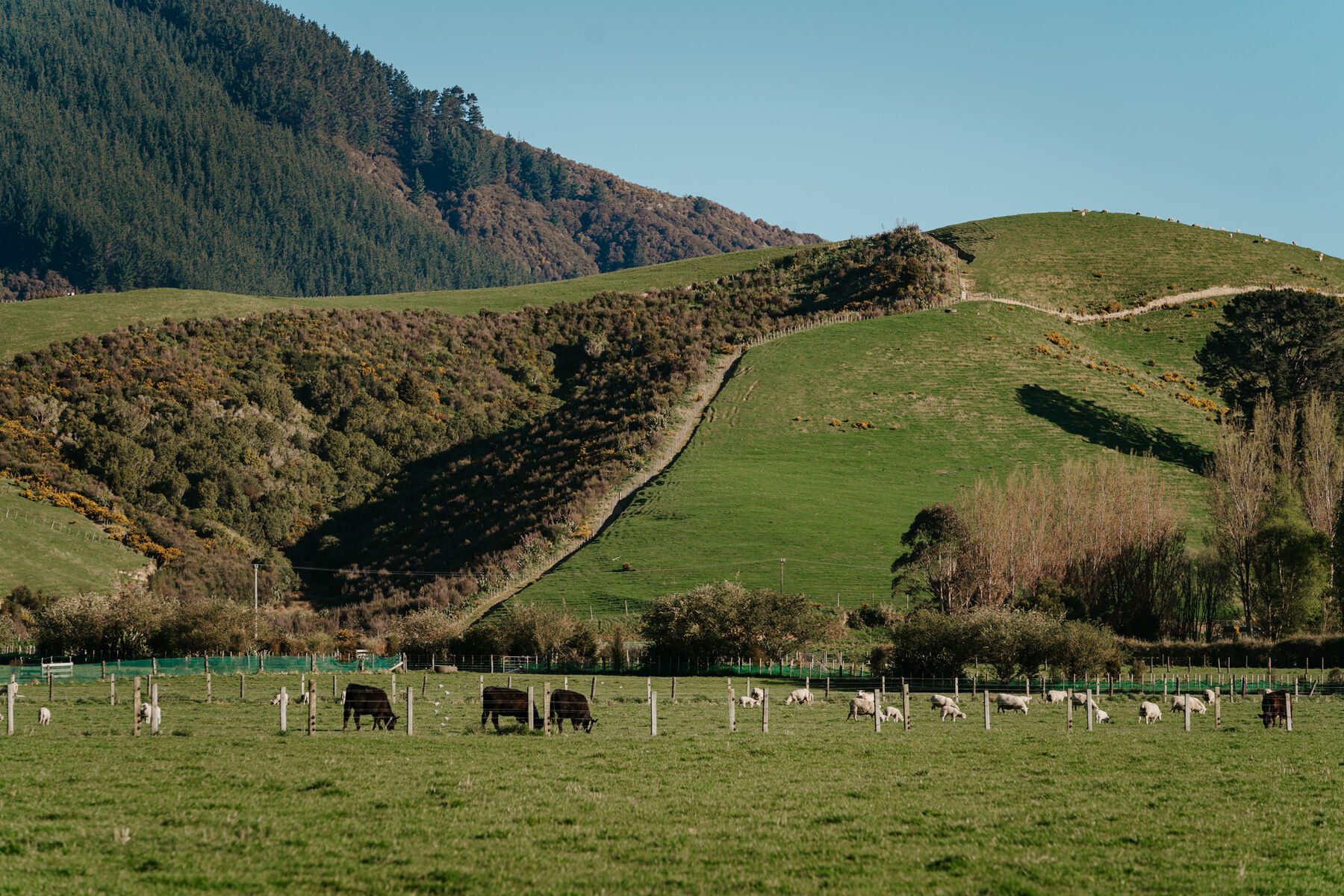 Cattle and sheep grazing together on pasture below a regenerating hillside