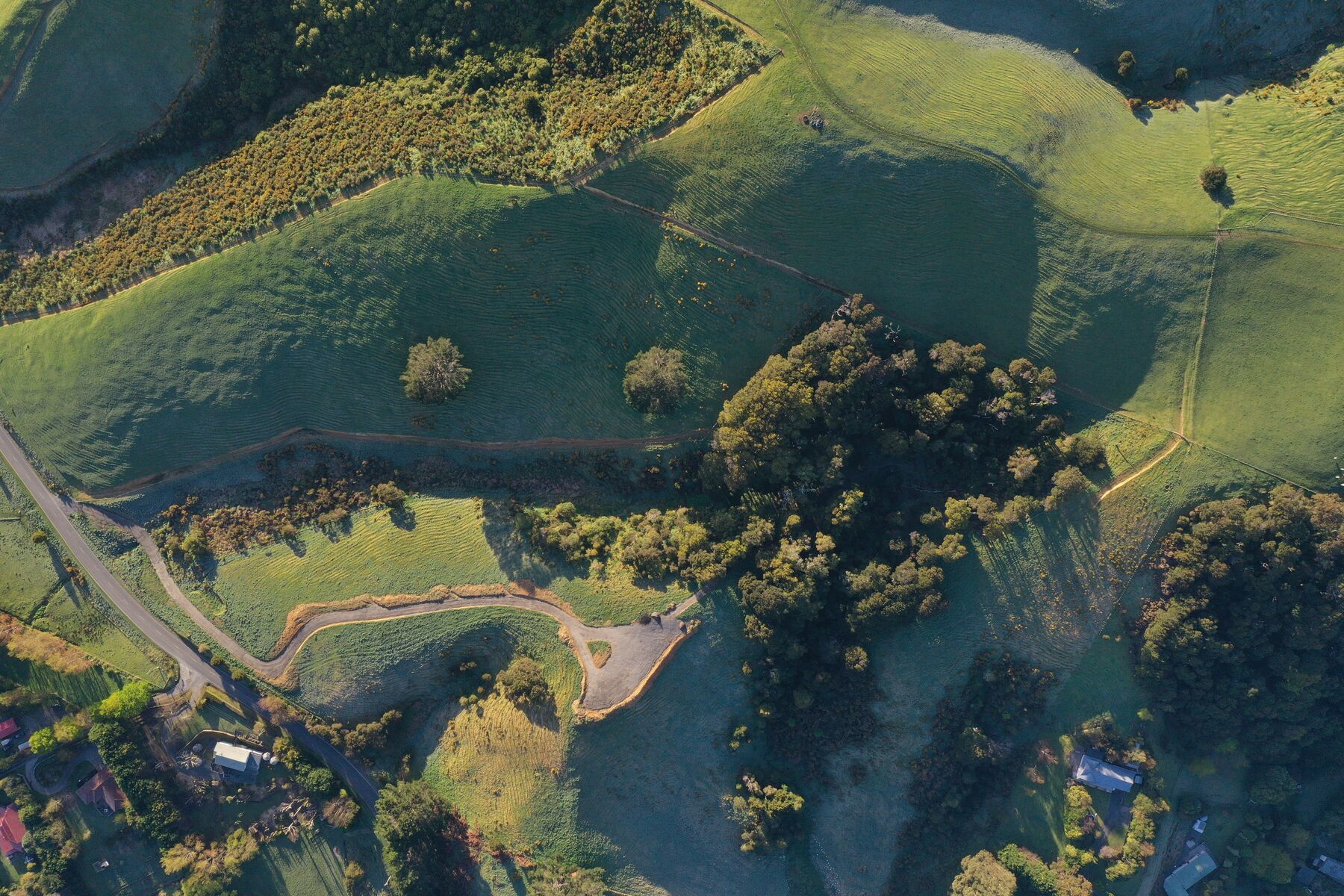 Looking down on fenced gullies regenerating into native bush beside Katherine Mansfield Drive
