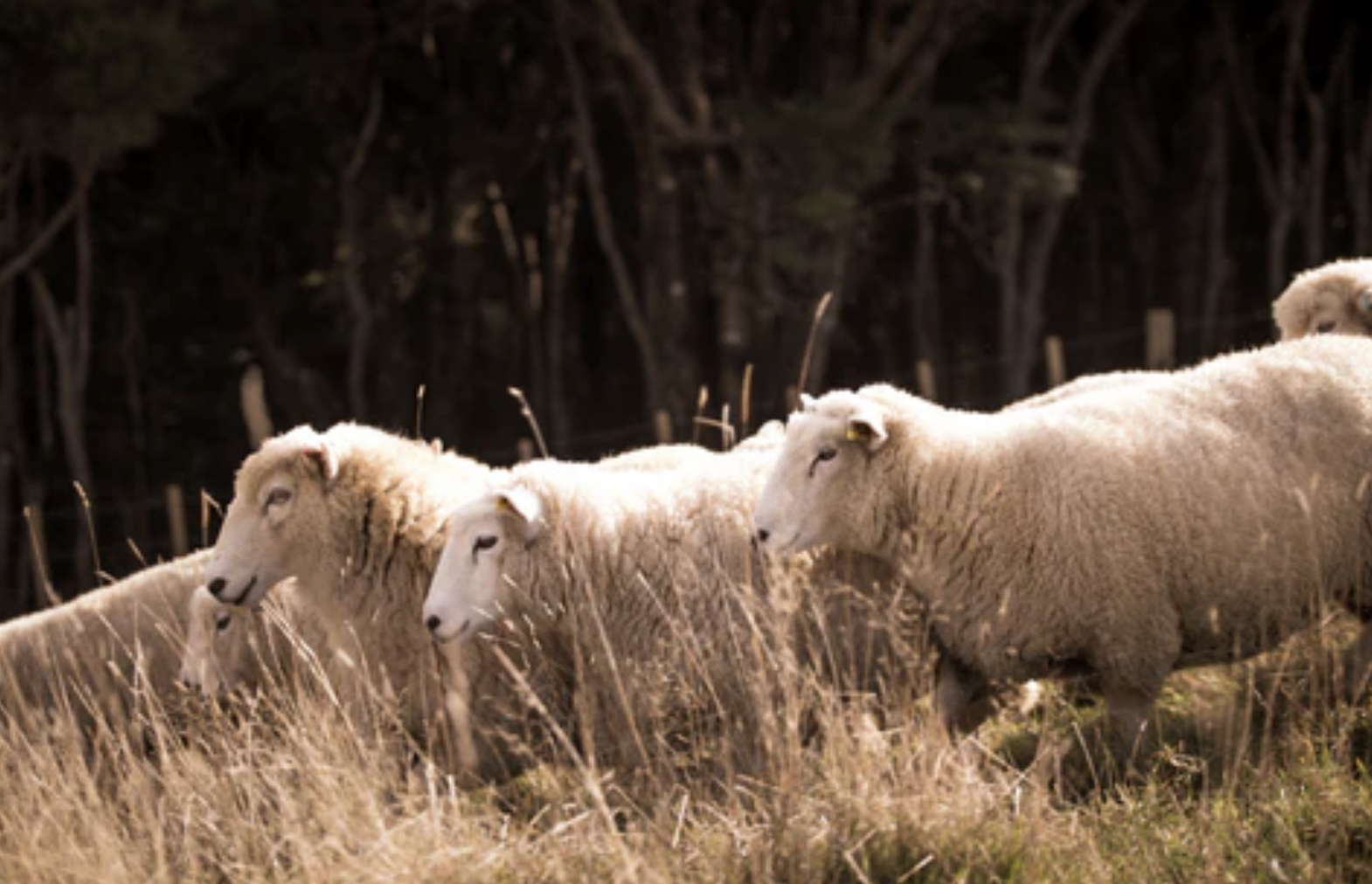 introducing-mangaroa-farms-lamb--02.png