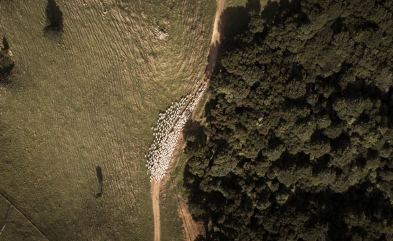 introducing-mangaroa-farms-lamb--03.png