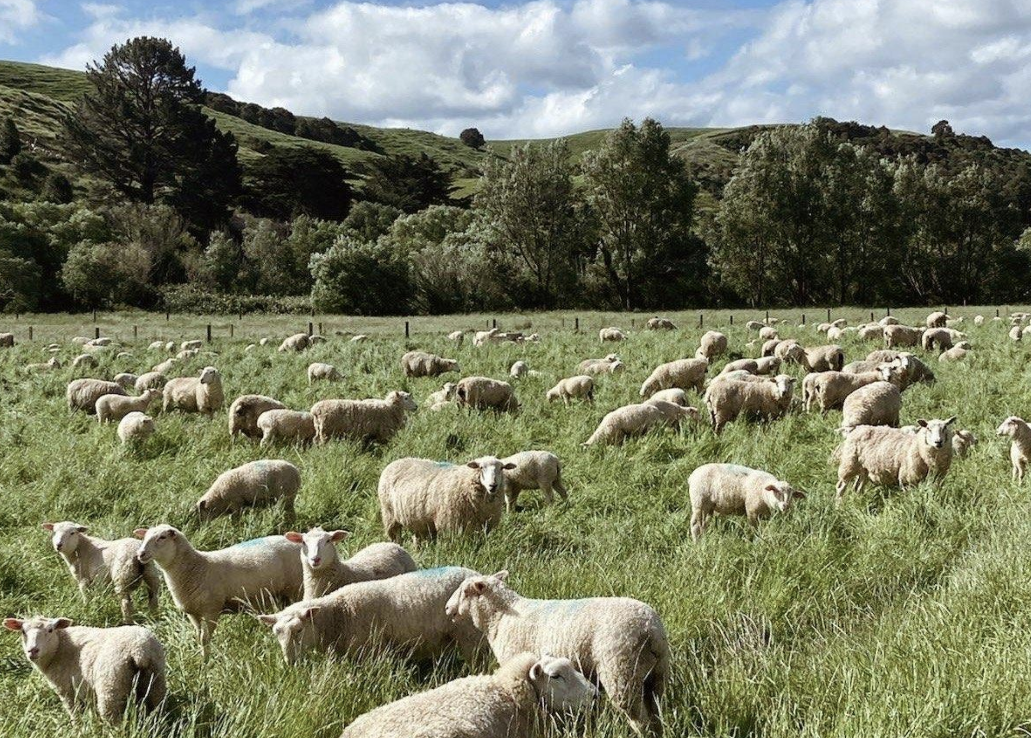 Introducing Mangaroa Farms Lamb &#x1f411;