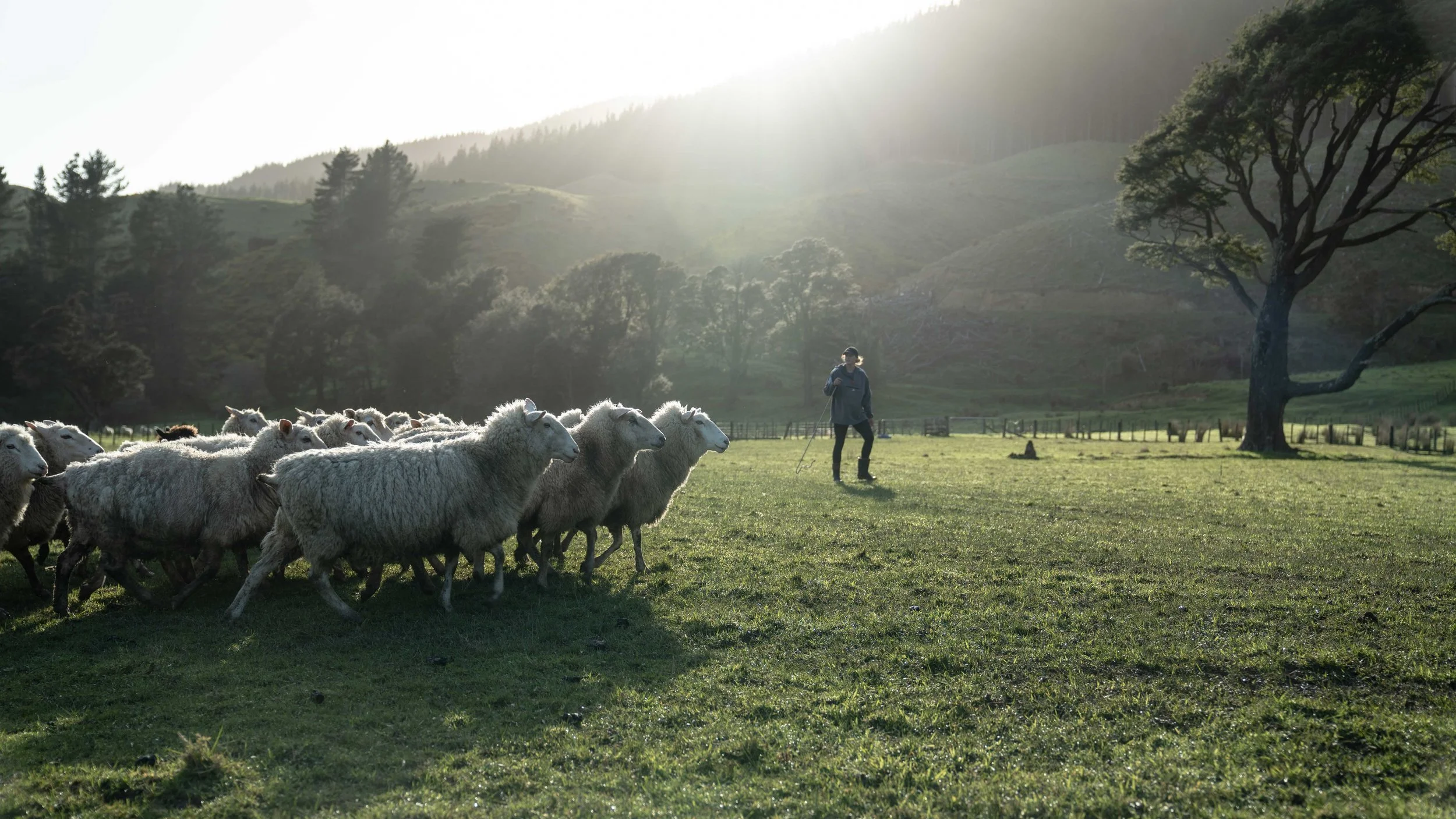 lambing-season-at-mangaroa-farms-01.jpg