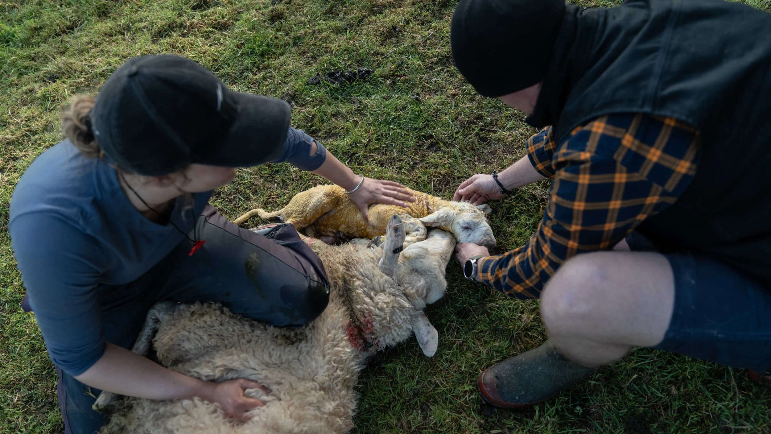 lambing-season-at-mangaroa-farms-02.jpg
