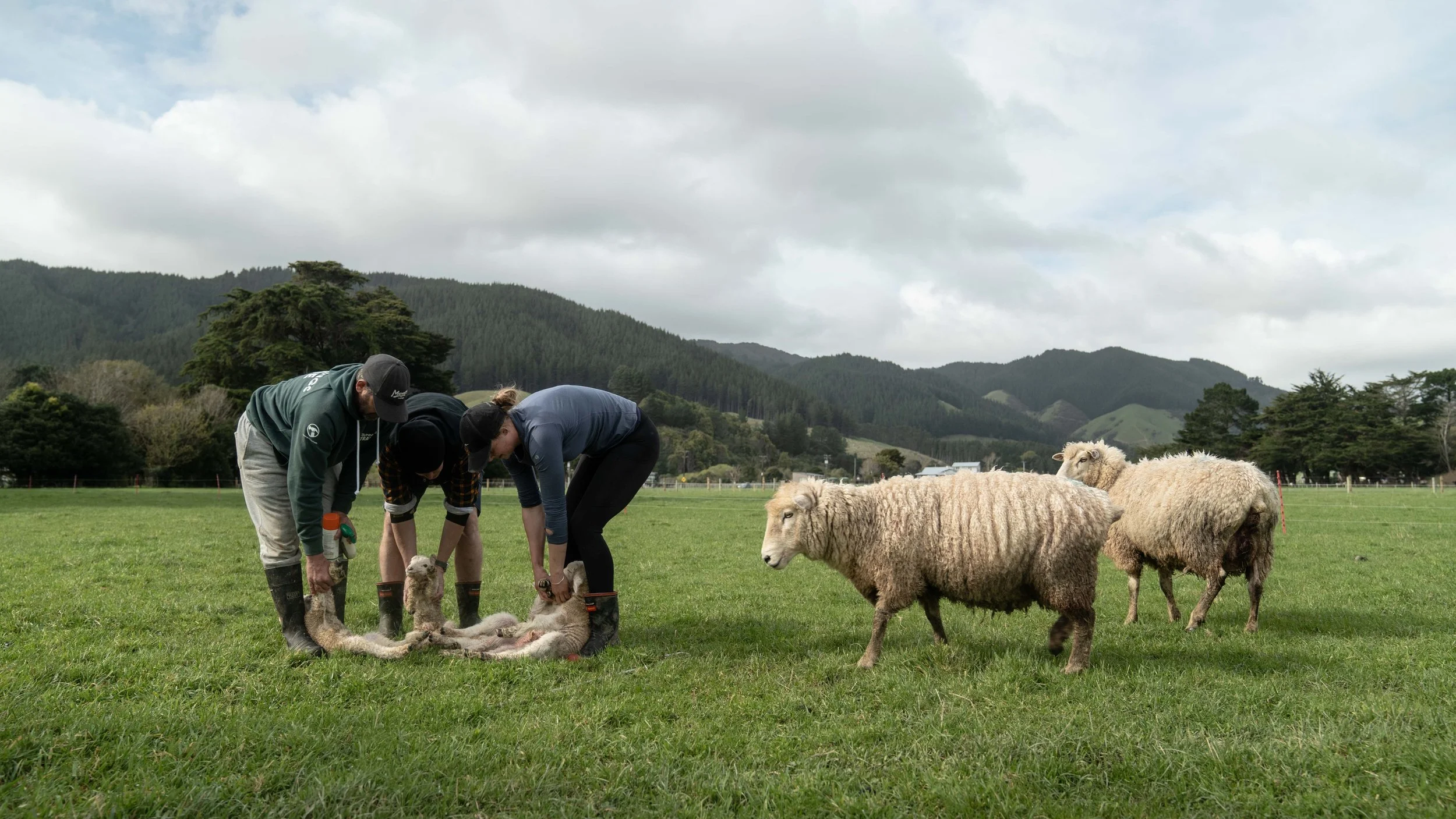 lambing-season-at-mangaroa-farms-03.jpg