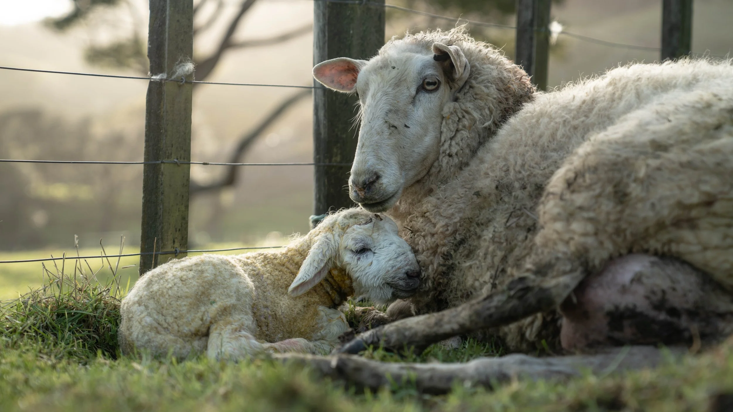 Lambing Season at Mangaroa Farms