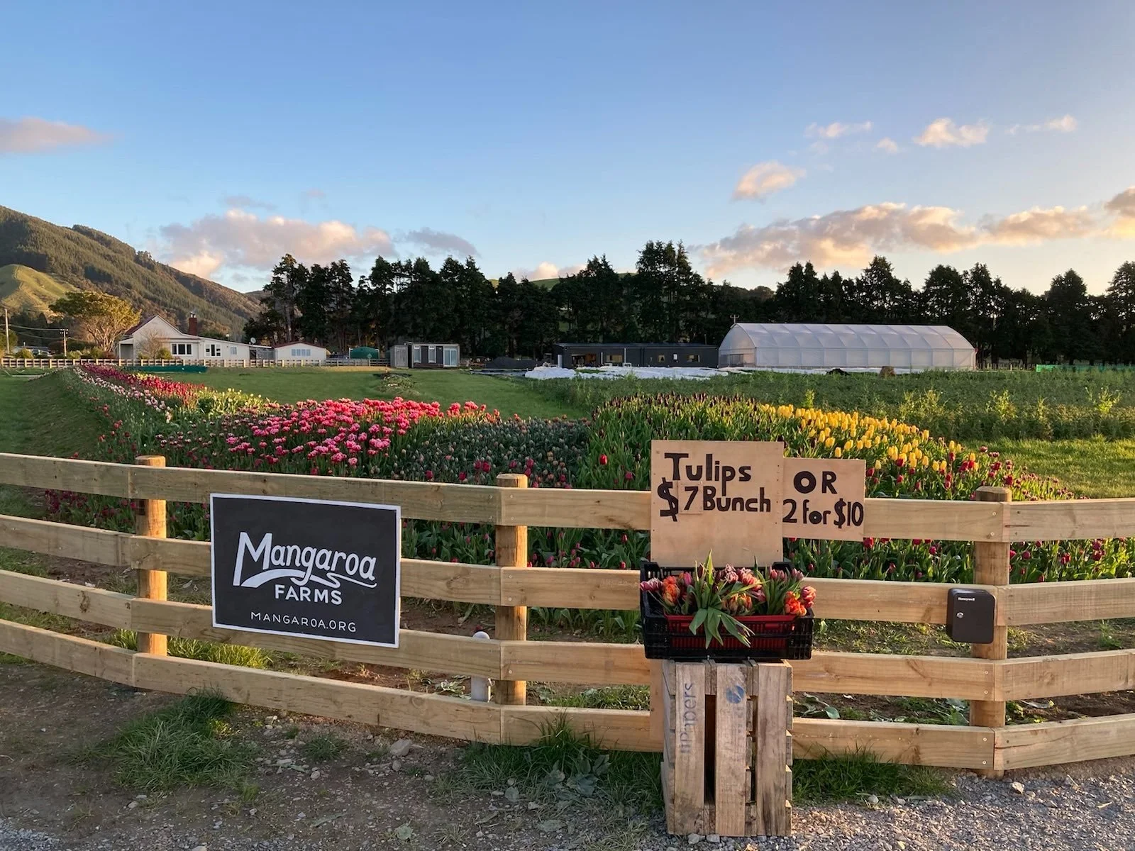 mangaroa-farms-tulip-amp-vege-honesty-box-01.jpeg