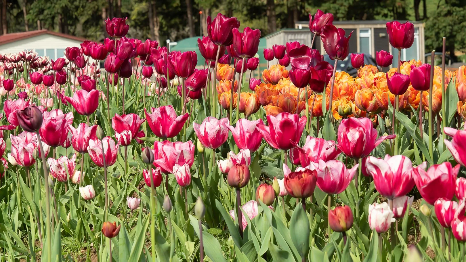 Mangaroa Farms Tulip & Vege Honesty Box
