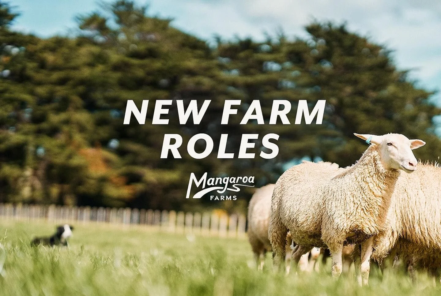 Continuing a Legacy: New Opportunities at Mangaroa Farms
