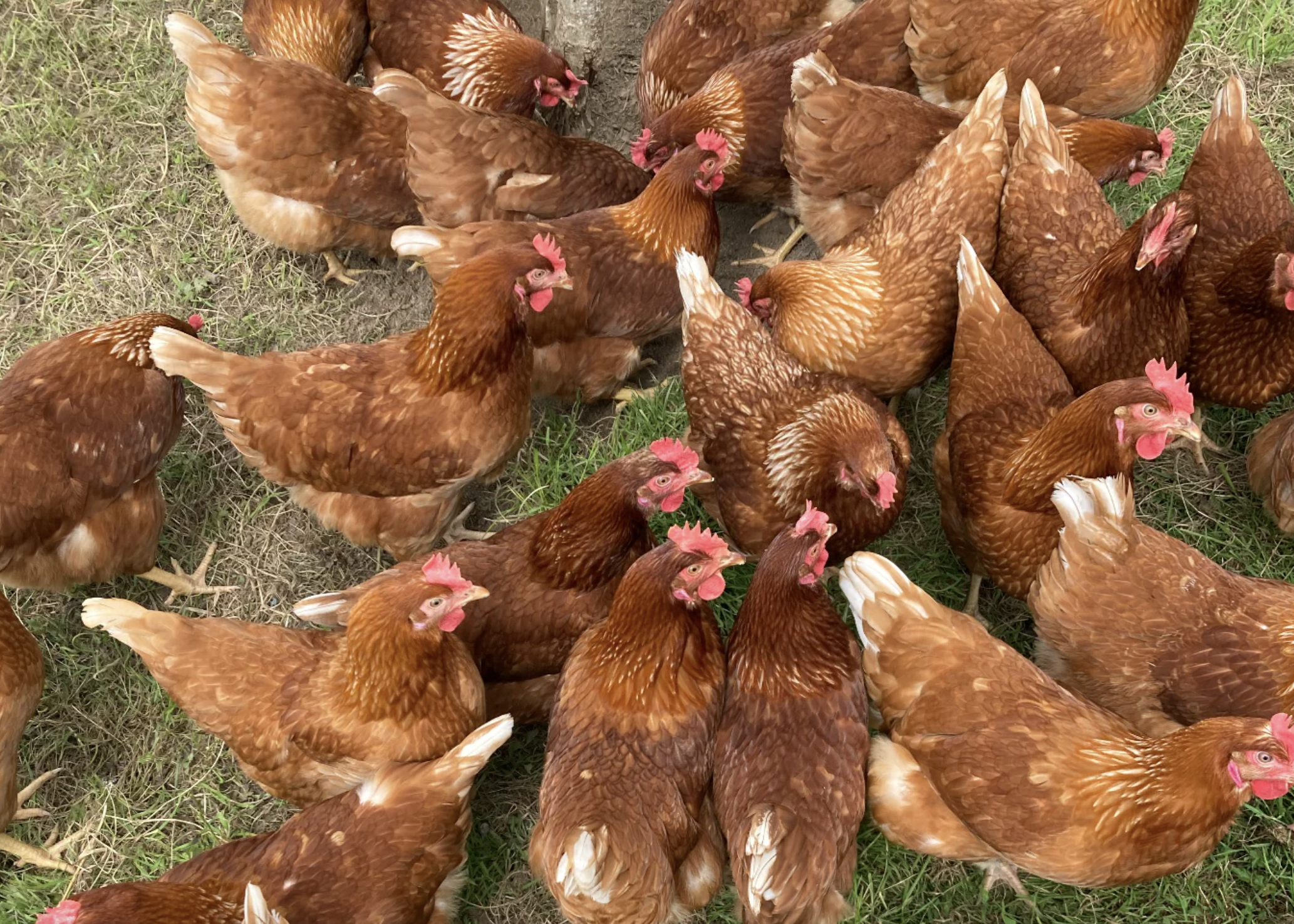 our-100-highline-laying-hens-01.png