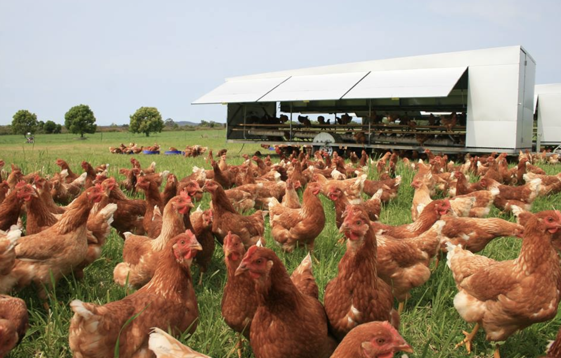 Our 100 Highline Laying Hens