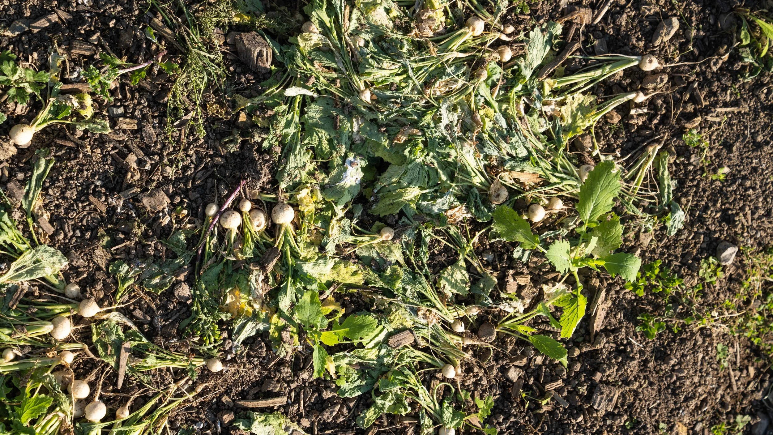 permaculture-approach-at-the-market-garden-01.jpg