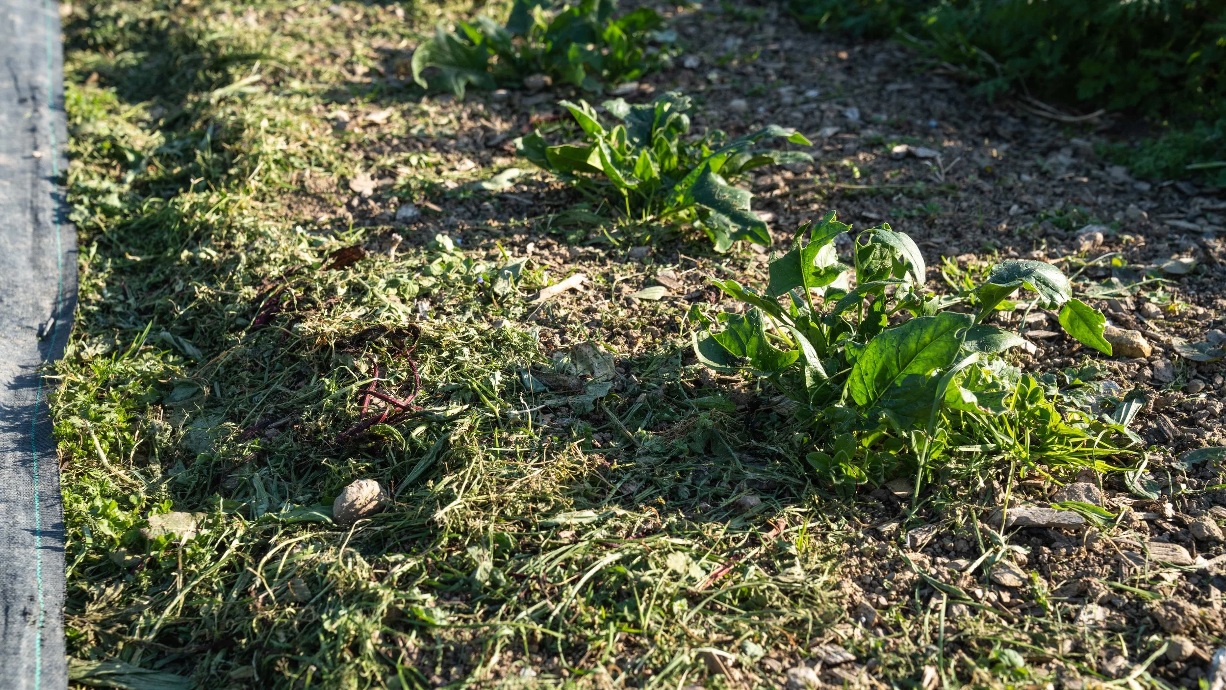 permaculture-approach-at-the-market-garden-02.jpg