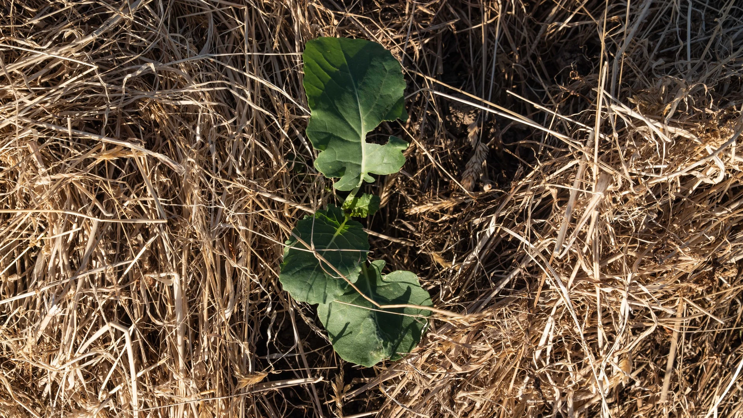 permaculture-approach-at-the-market-garden-03.jpg