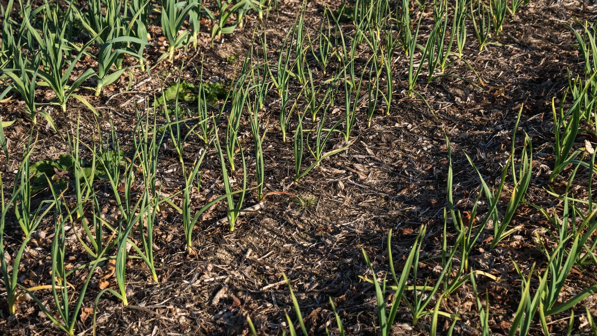 Permaculture Approach at the Market Garden