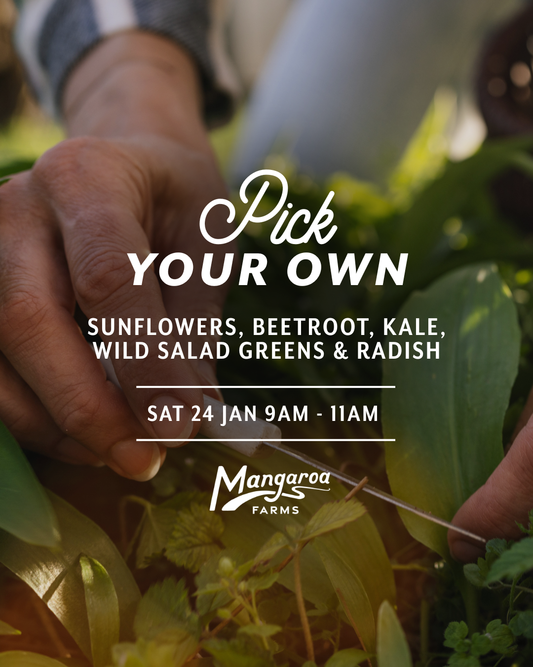 Pick Your Own at Mangaroa Farms