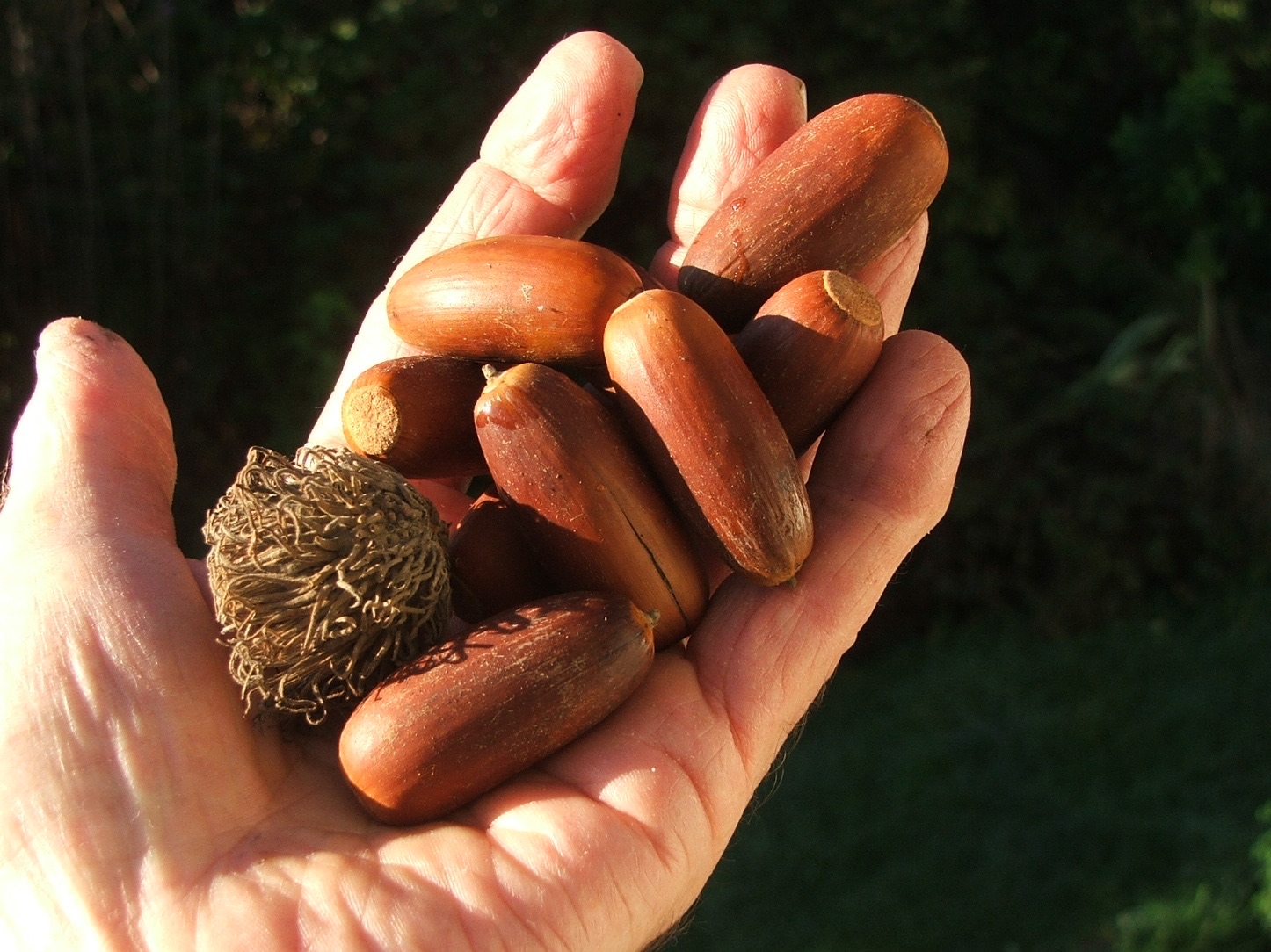 Planting Oaks for Acorns: A Collaboration with Eric Cairns