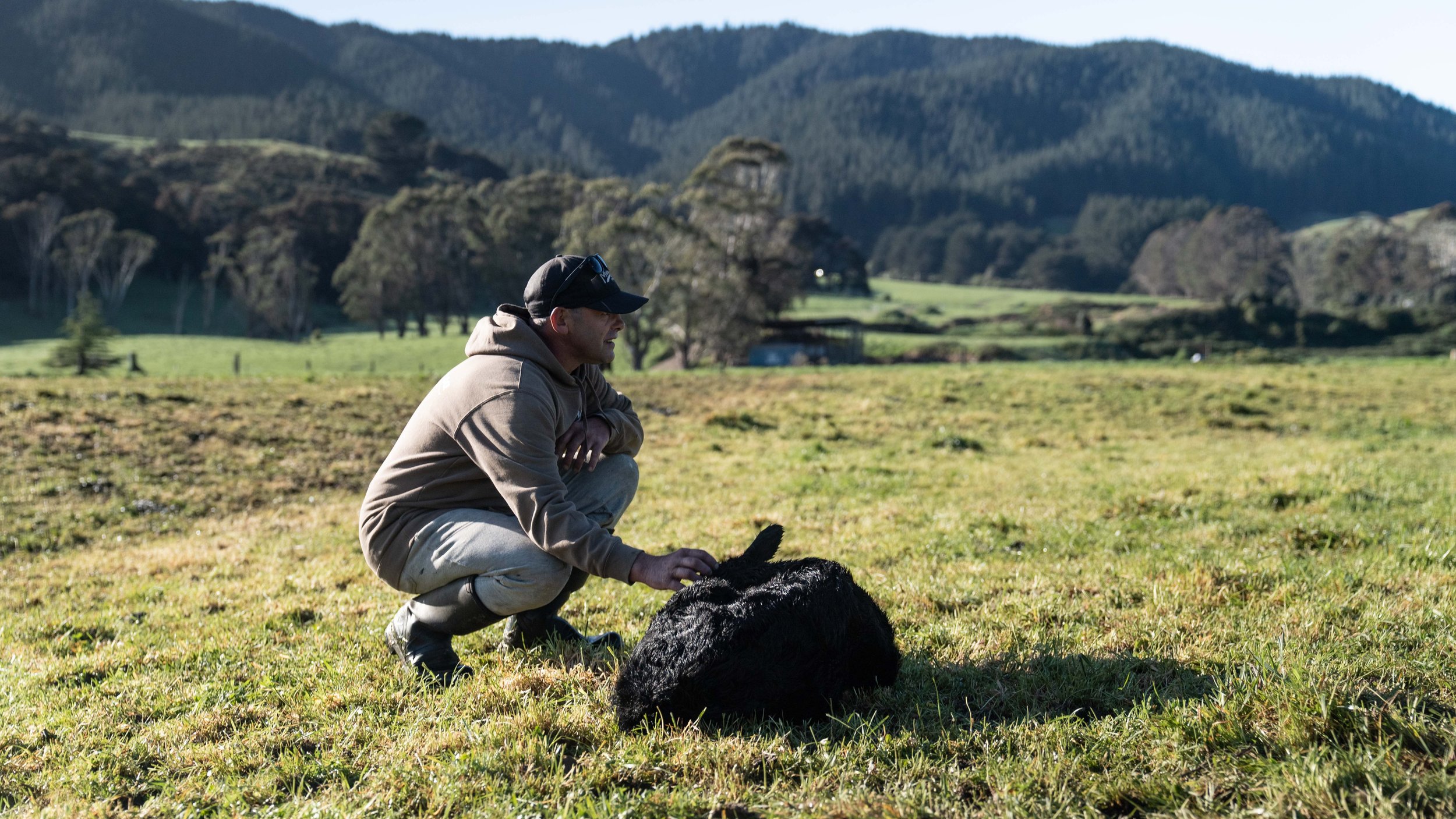 regenerative-cattle-grazing-at-mangaroa-farms-01.jpg