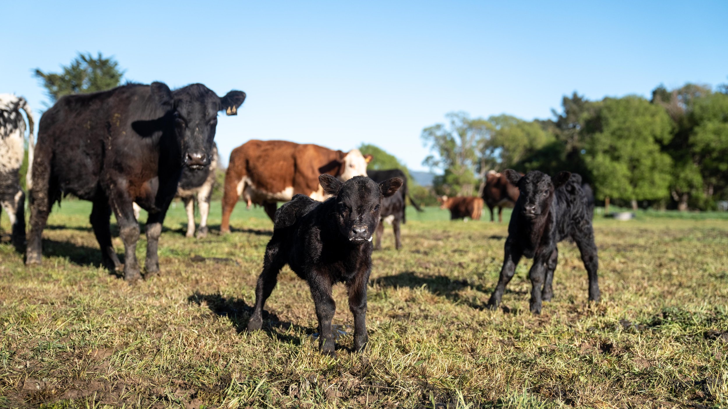 regenerative-cattle-grazing-at-mangaroa-farms-02.jpg