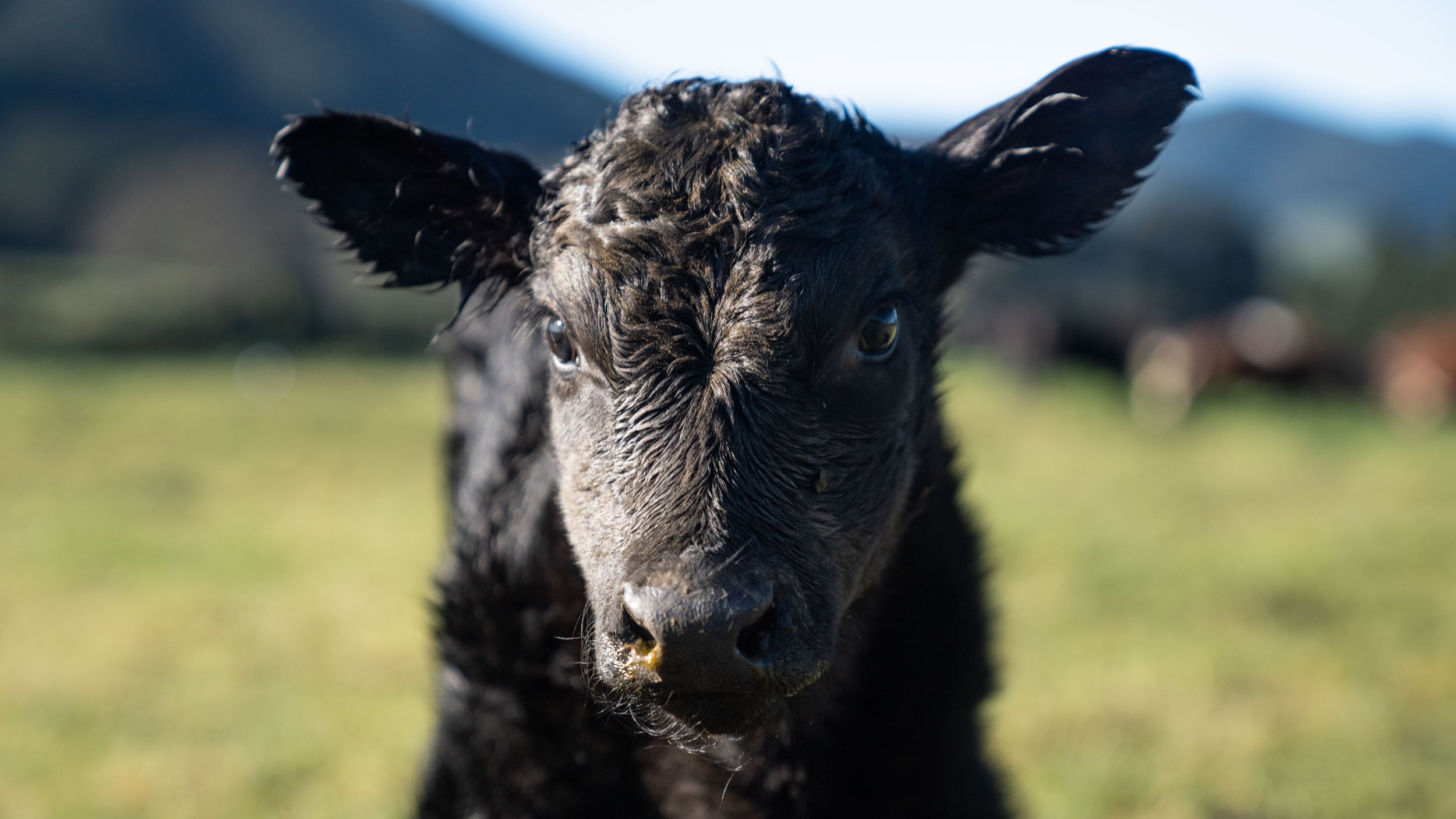 regenerative-cattle-grazing-at-mangaroa-farms-03.jpg