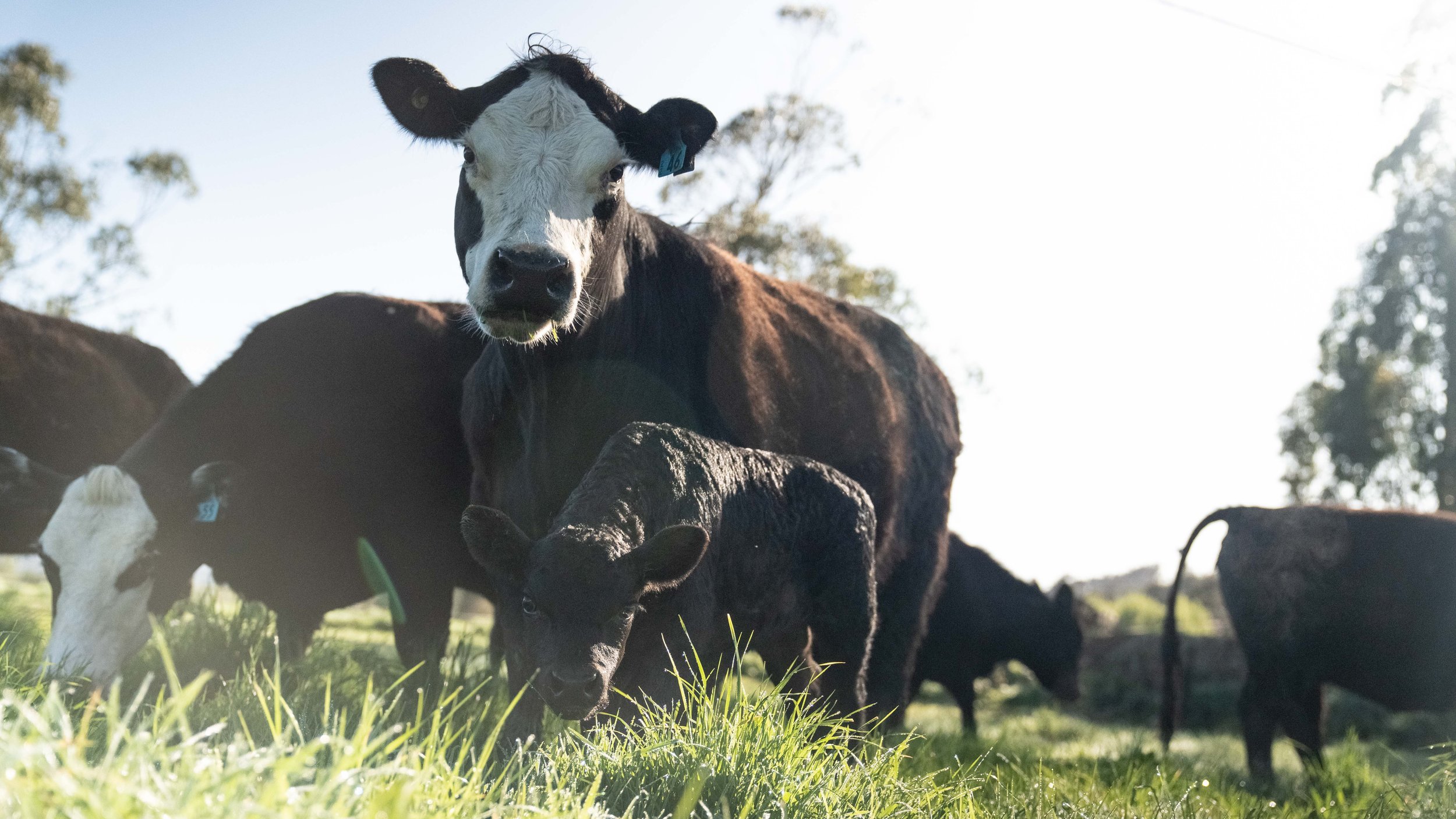Regenerative Cattle Grazing at Mangaroa Farms