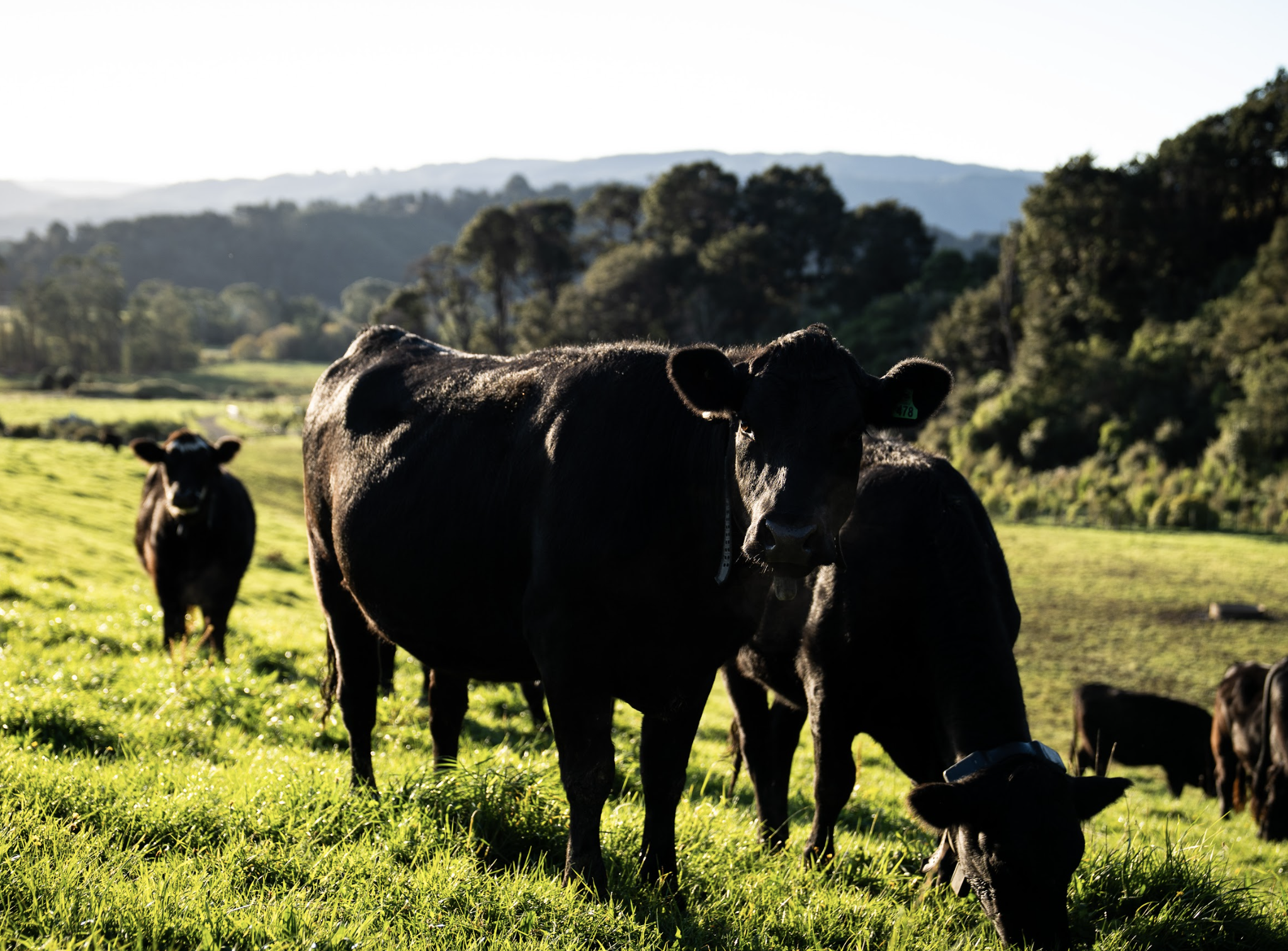Relocalising Food - April Newsletter