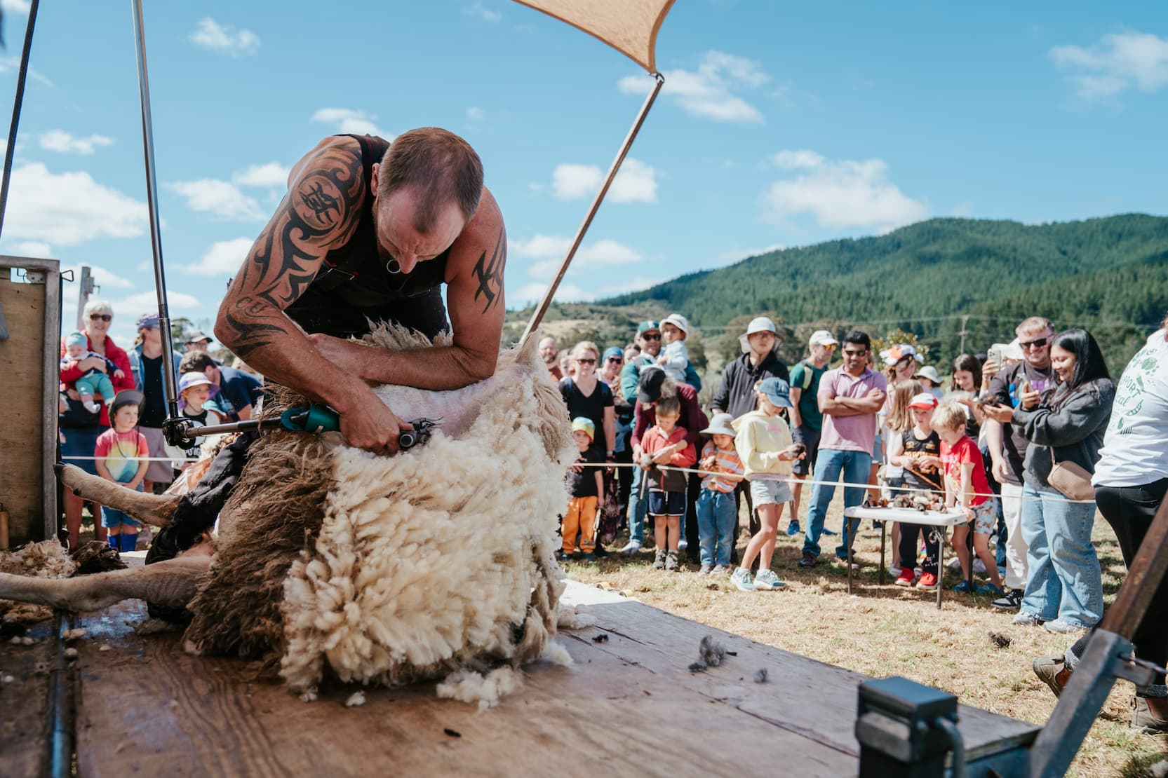 Sheep shearing demonstration under a shade sail at Mangaroa Farms, with a crowd of families watching against the valley hills