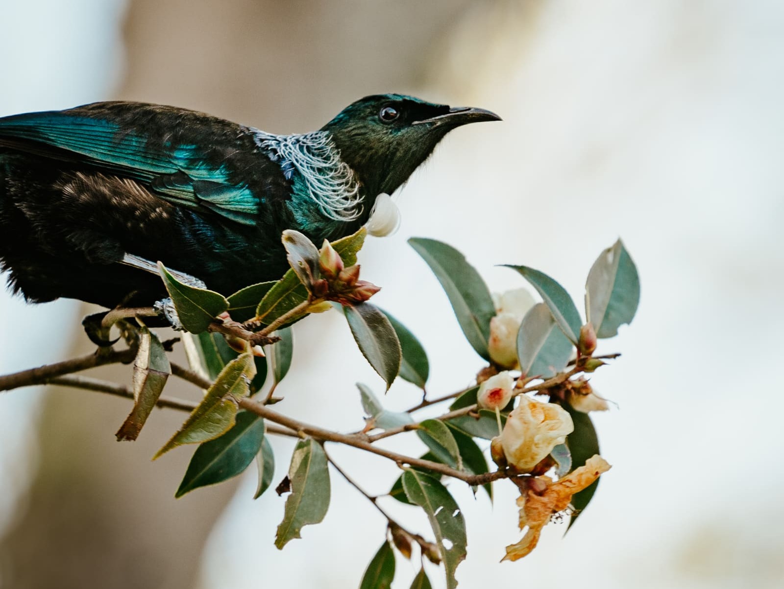 Tūī perched on a flowering camellia branch in spring at Mangaroa Farms