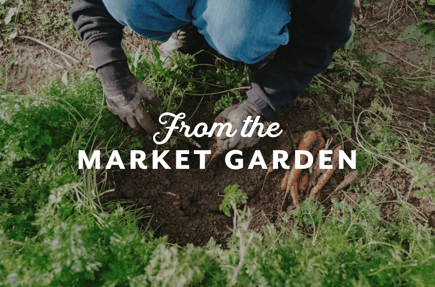 From the Market Garden — gloved hands harvesting fresh carrots from the soil