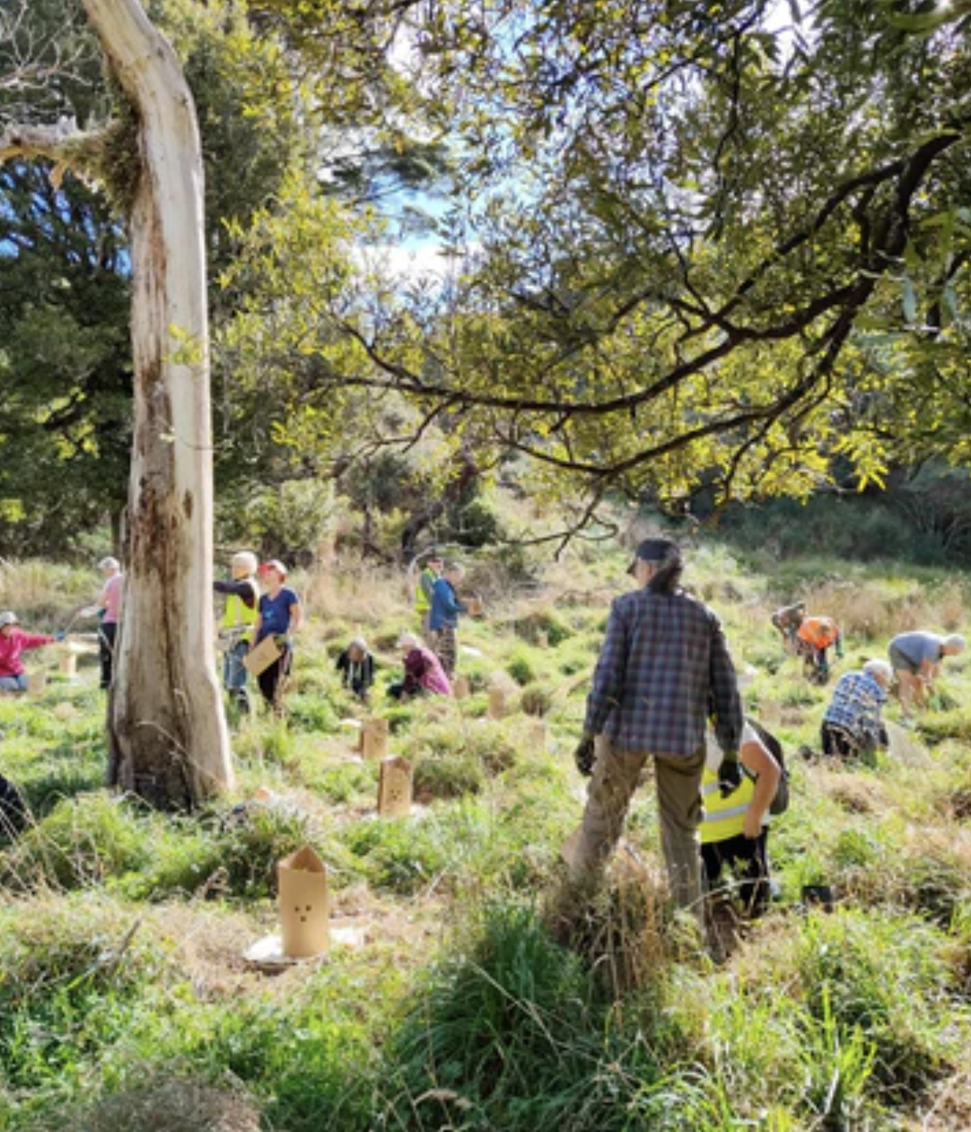 tree-planting-day-amp-predator-free-mangaroa-network-02.png