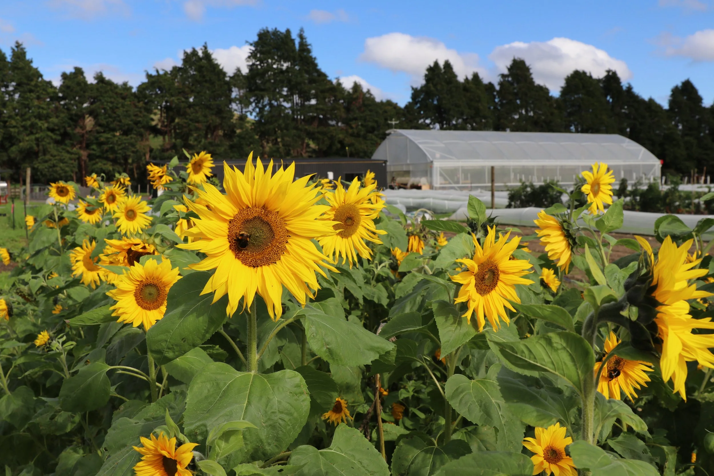 wellingtons-market-garden-04.jpg