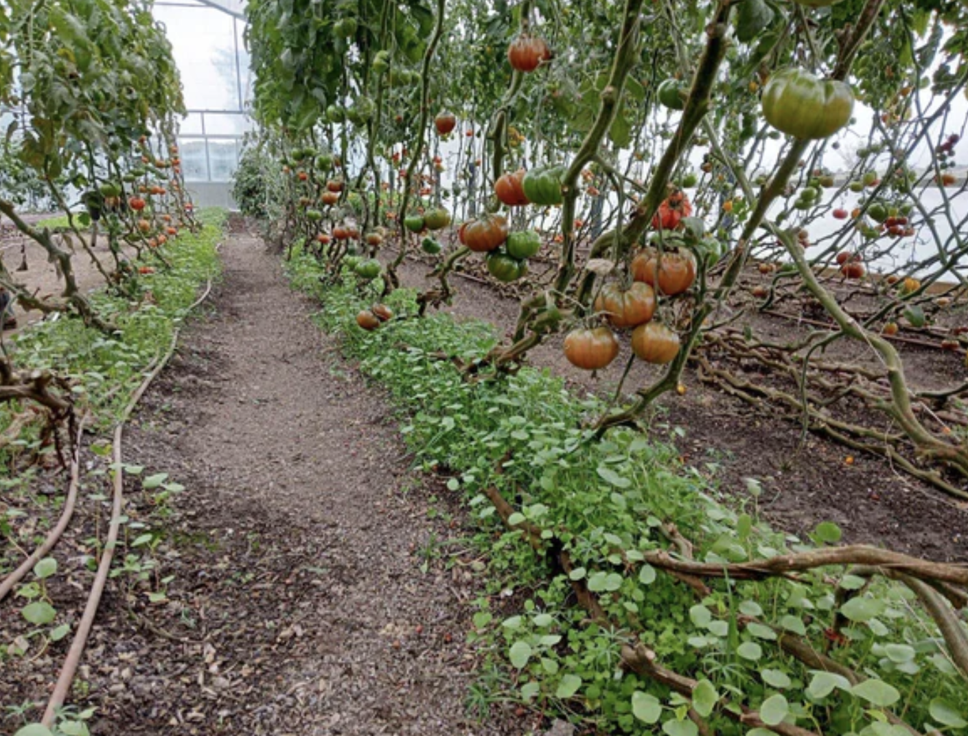 whats-growing-and-good-for-you-this-season-autumn-01.png