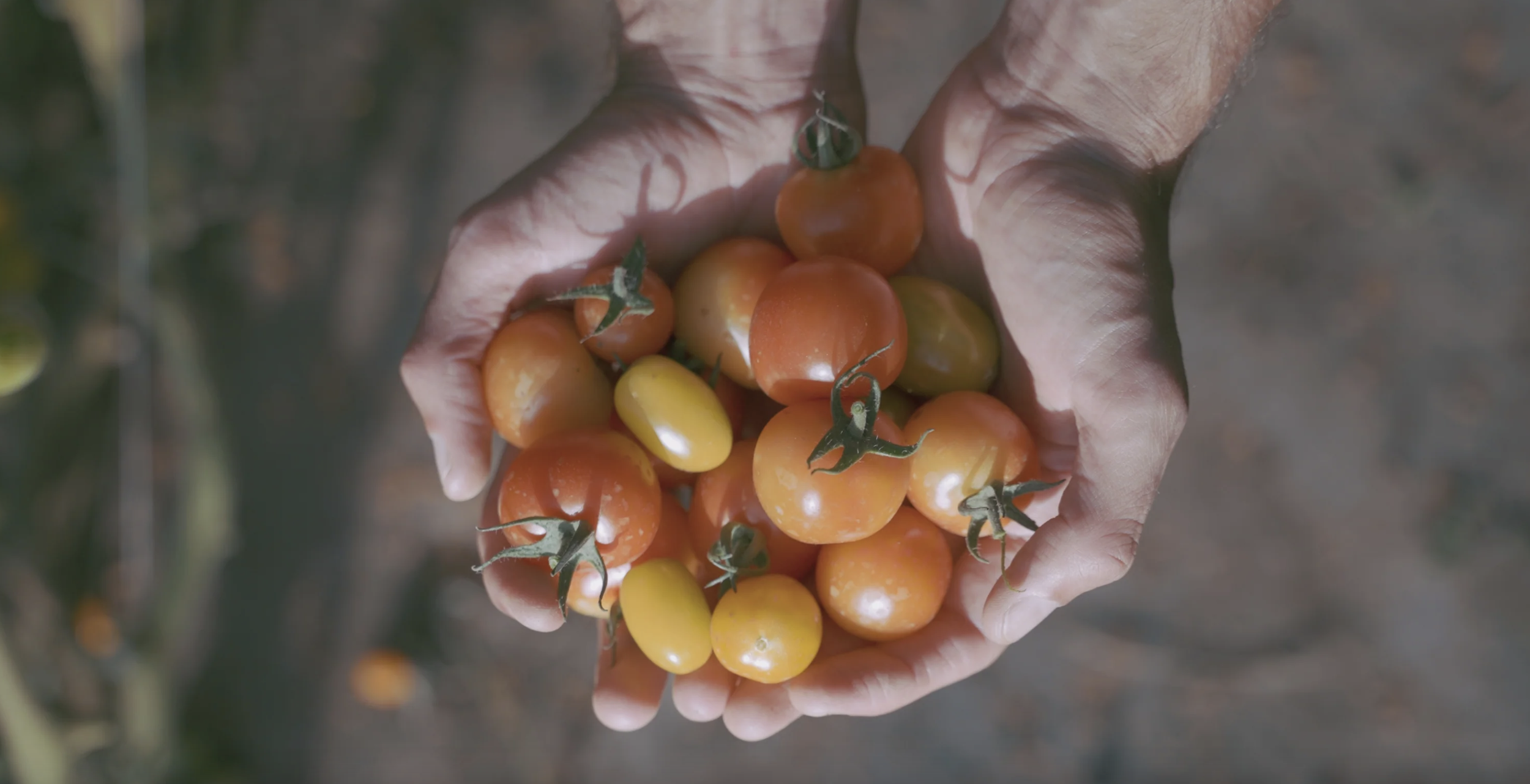 What's Growing and Good for you this Season: Autumn